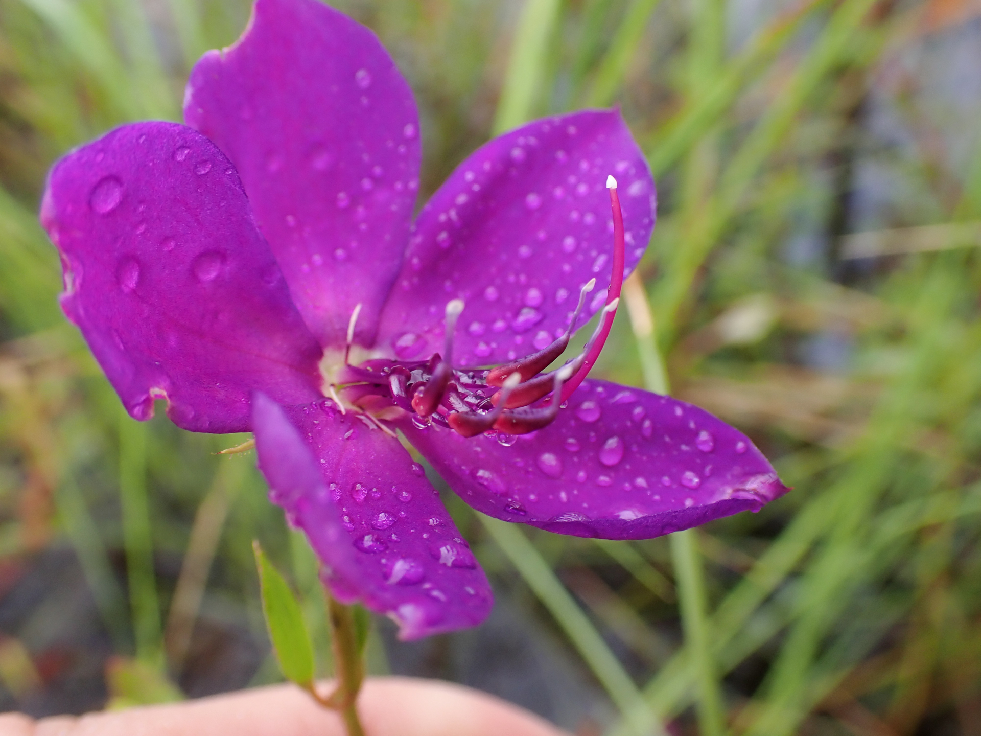 Rhynchanthera serrulata (Rich.) DC. - Photo Bivouac Naturaliste