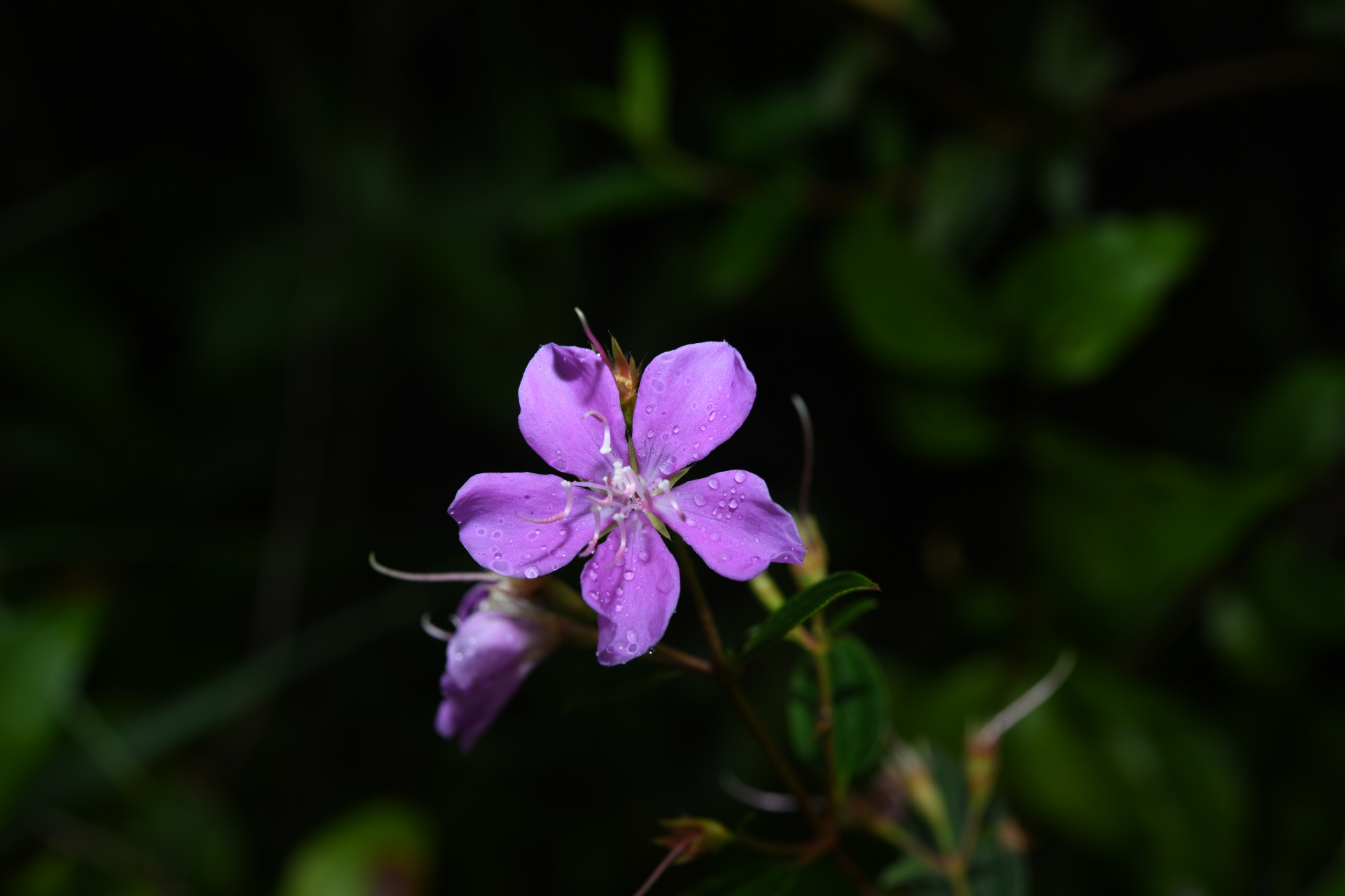 Tibouchina aspera var. aspera - Photo Bivouac Naturaliste