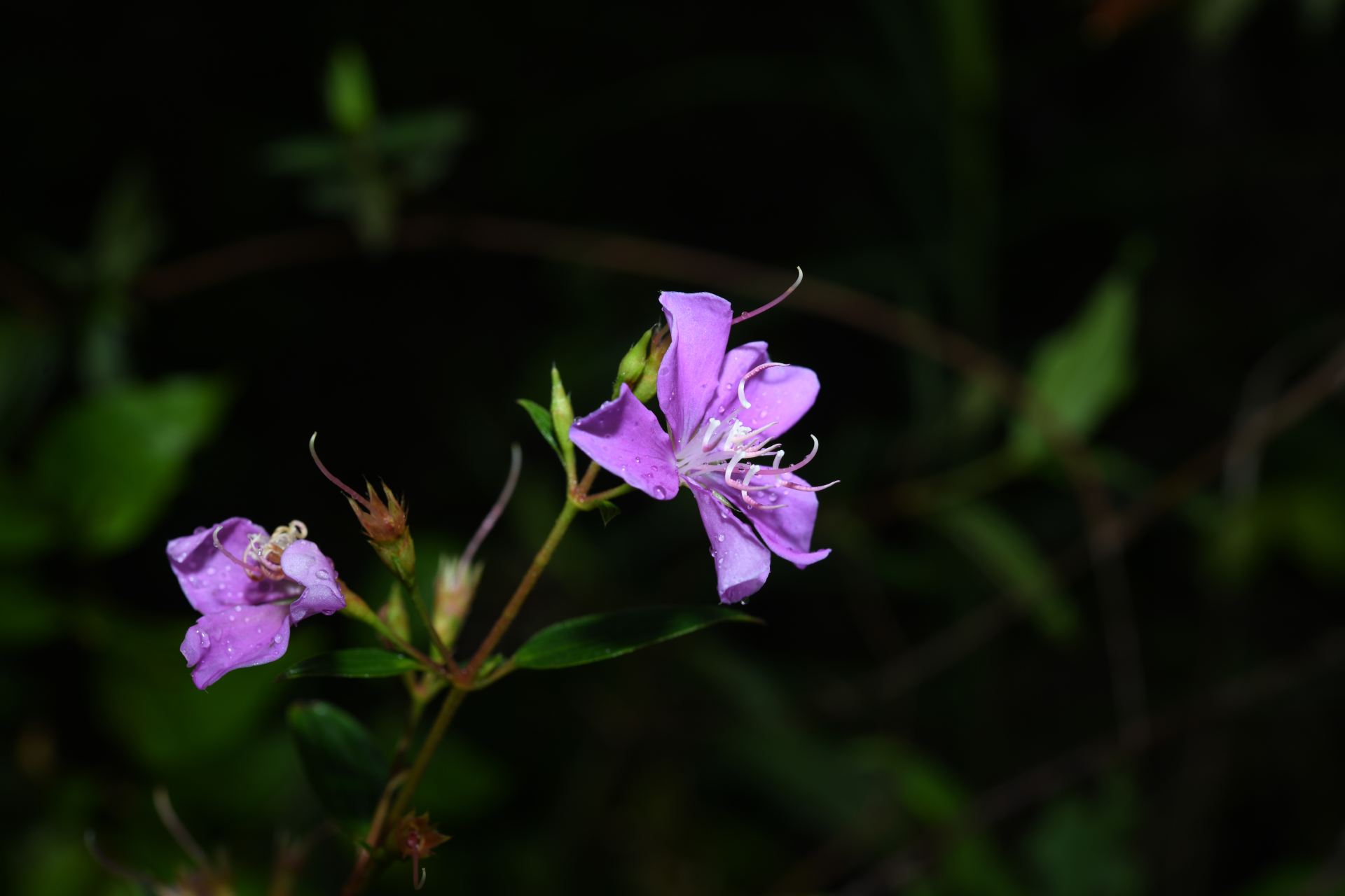 Tibouchina aspera var. aspera - Photo Bivouac Naturaliste