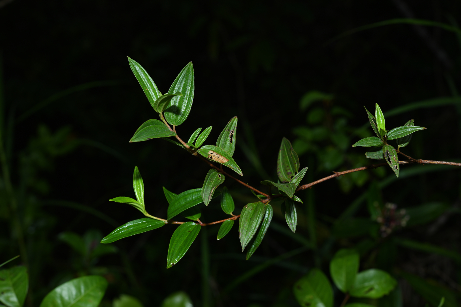 Tibouchina aspera var. aspera - Photo Bivouac Naturaliste