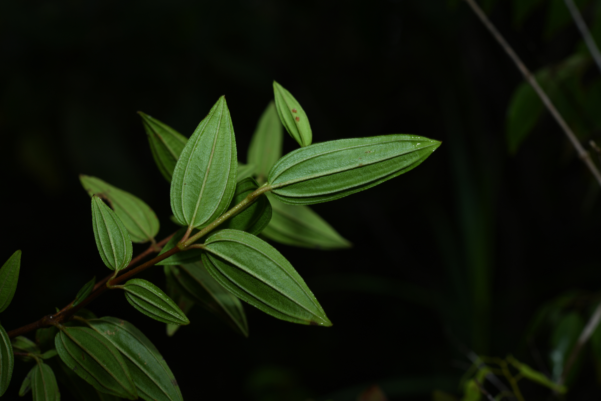 Tibouchina aspera var. aspera - Photo Bivouac Naturaliste