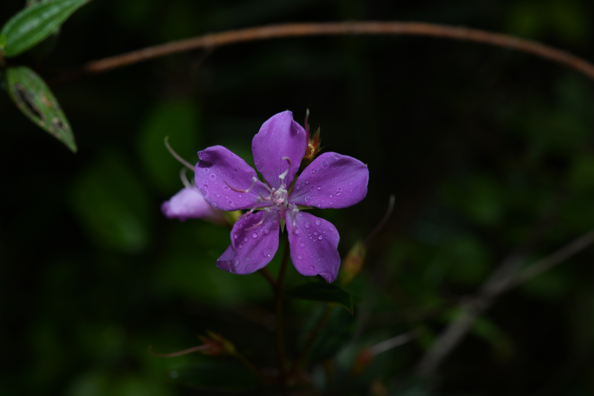 Tibouchina aspera var. aspera - Photo Bivouac Naturaliste
