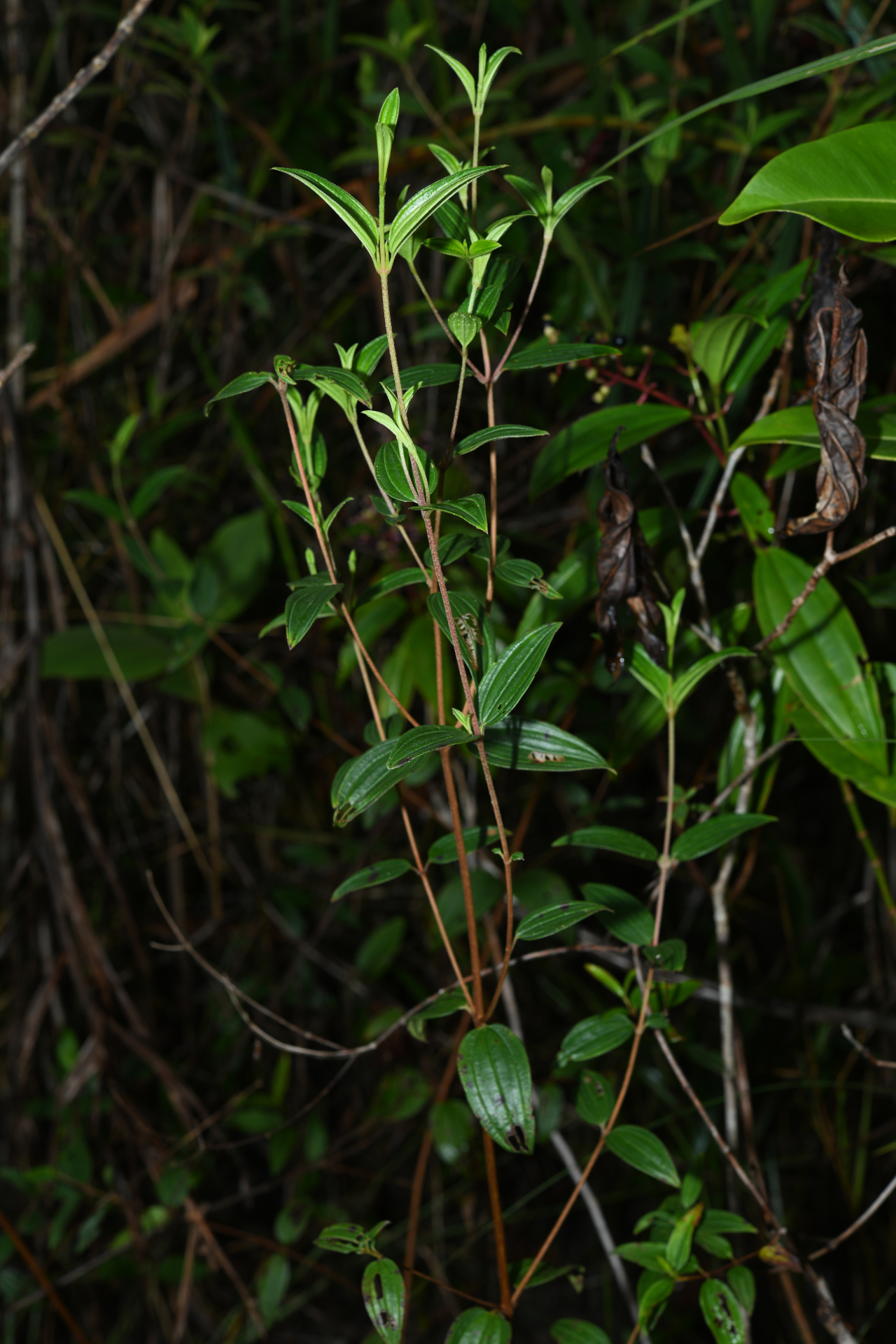 Tibouchina aspera var. aspera - Photo Bivouac Naturaliste