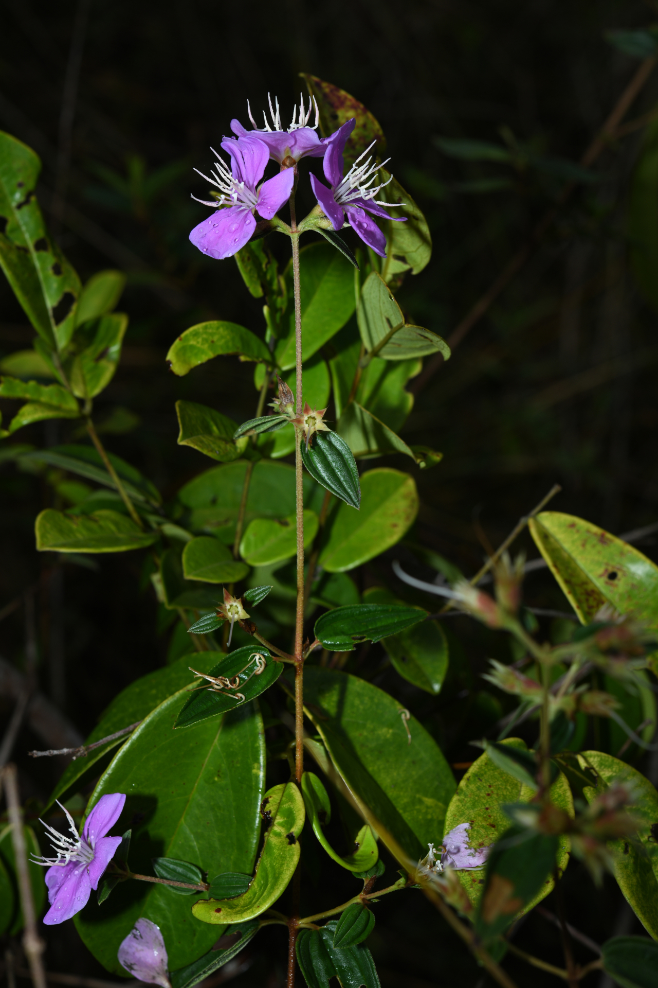 Tibouchina aspera var. aspera - Photo Bivouac Naturaliste