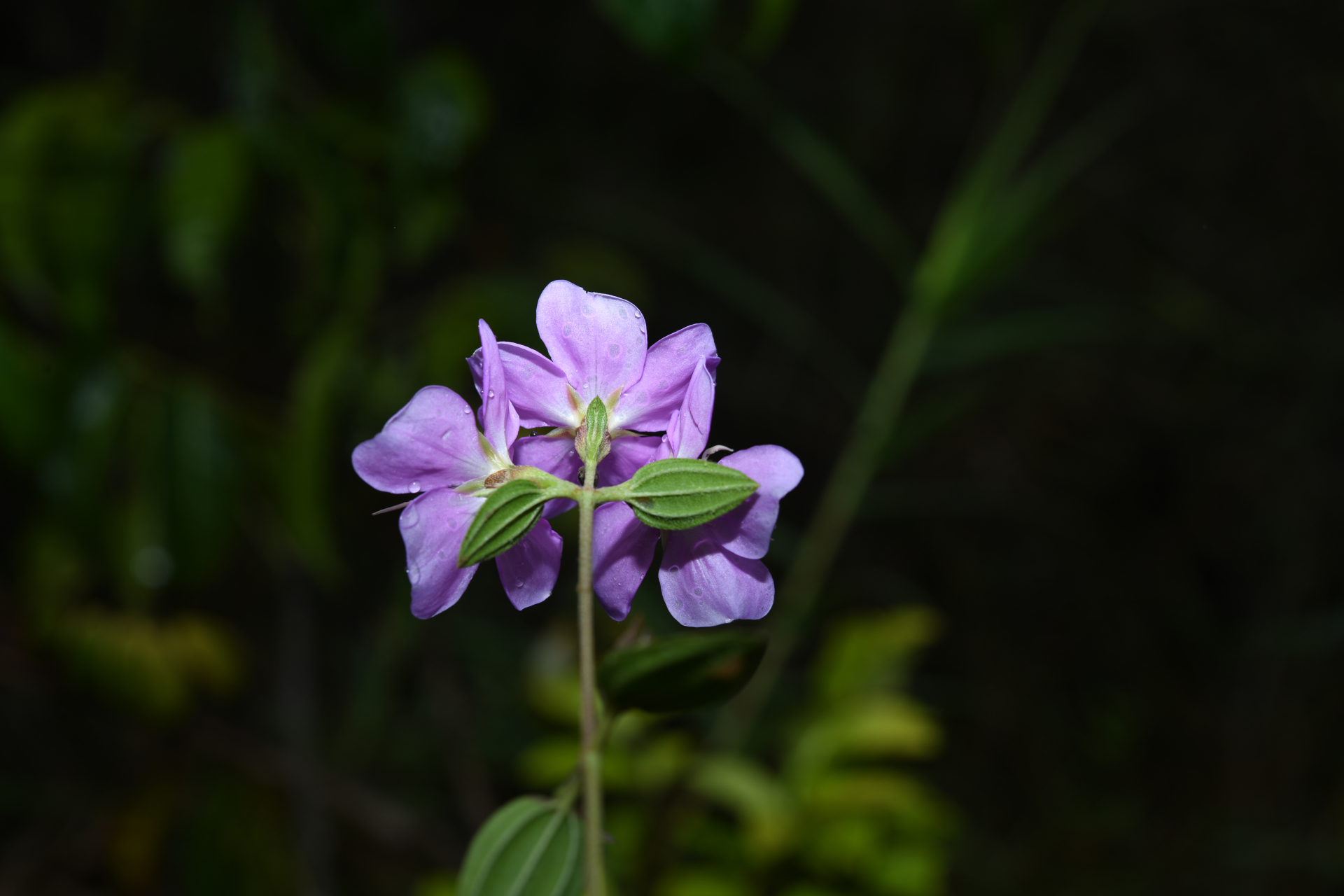 Tibouchina aspera var. aspera - Photo Bivouac Naturaliste