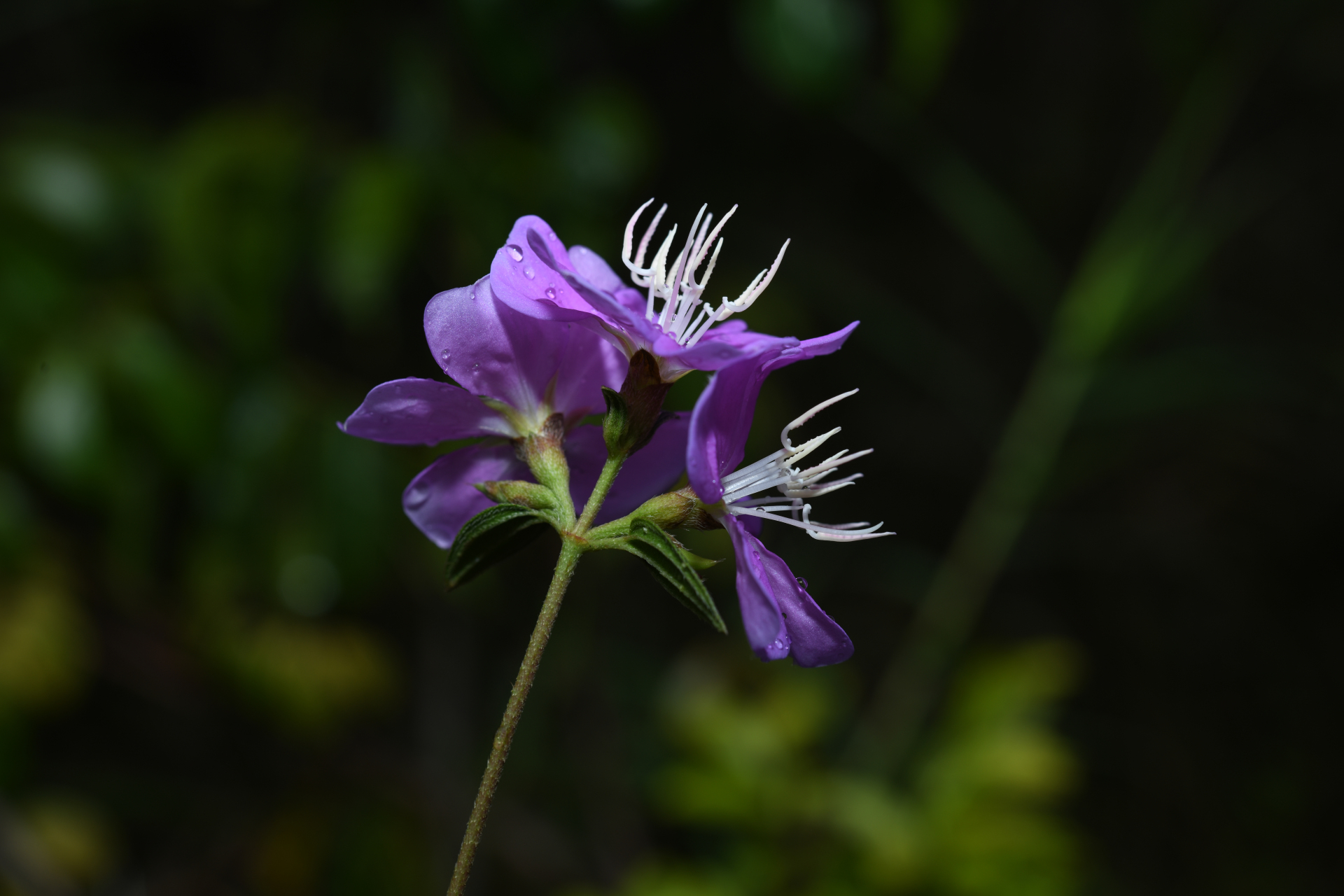 Tibouchina aspera var. aspera - Photo Bivouac Naturaliste