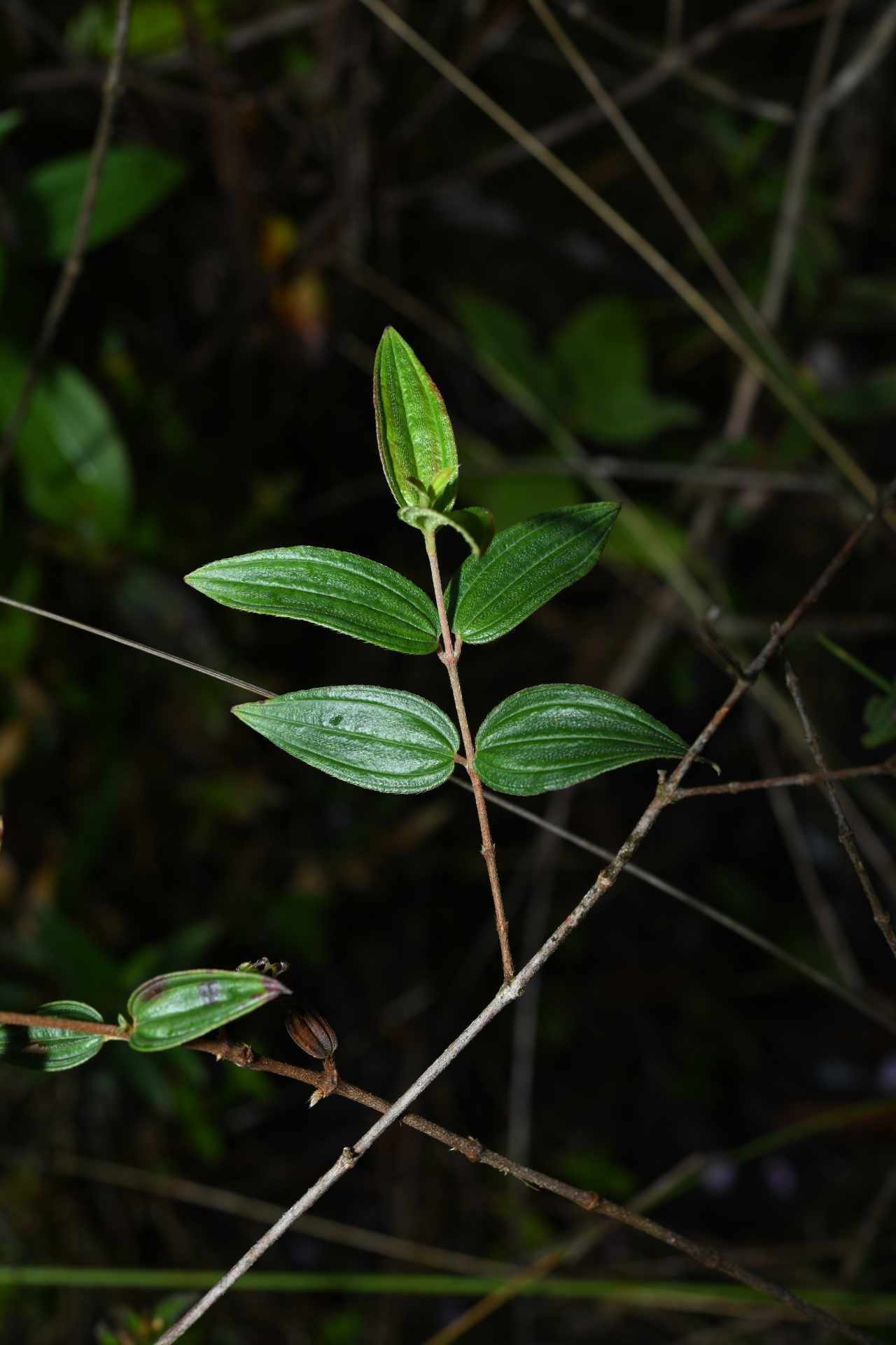 Tibouchina aspera var. aspera - Photo Bivouac Naturaliste