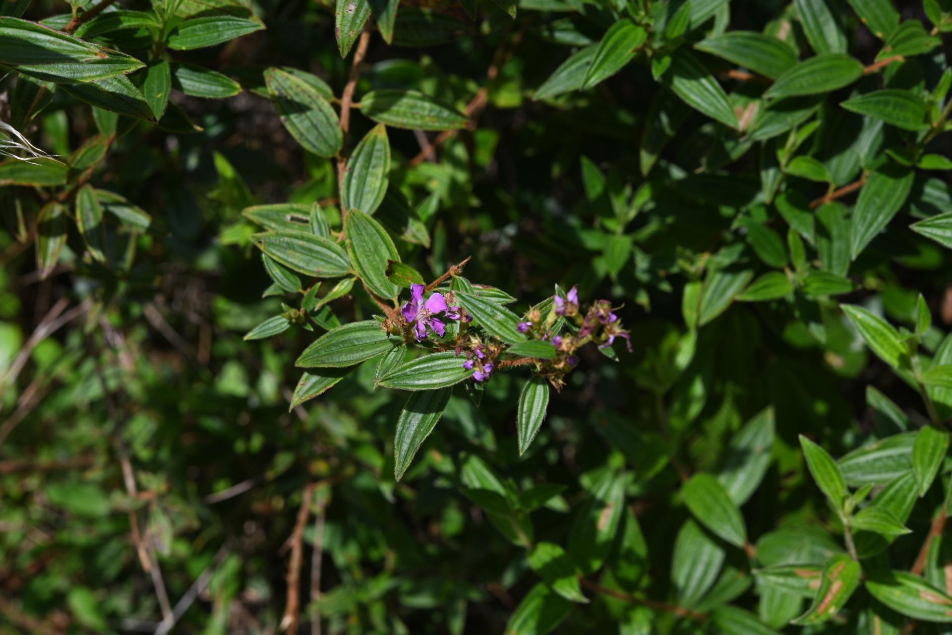 Tibouchina aspera var. aspera - Photo Bivouac Naturaliste