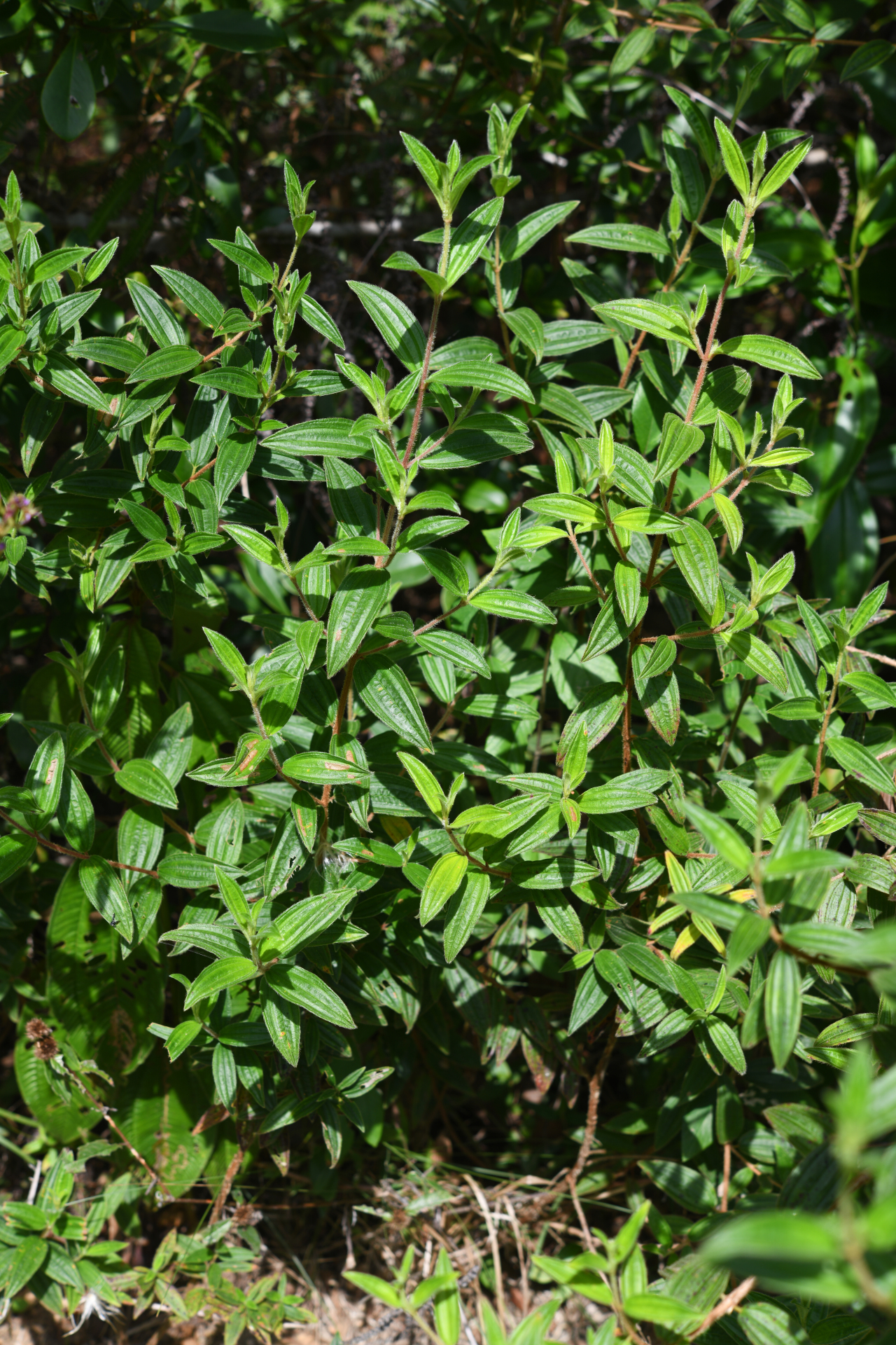 Tibouchina aspera var. aspera - Photo Bivouac Naturaliste