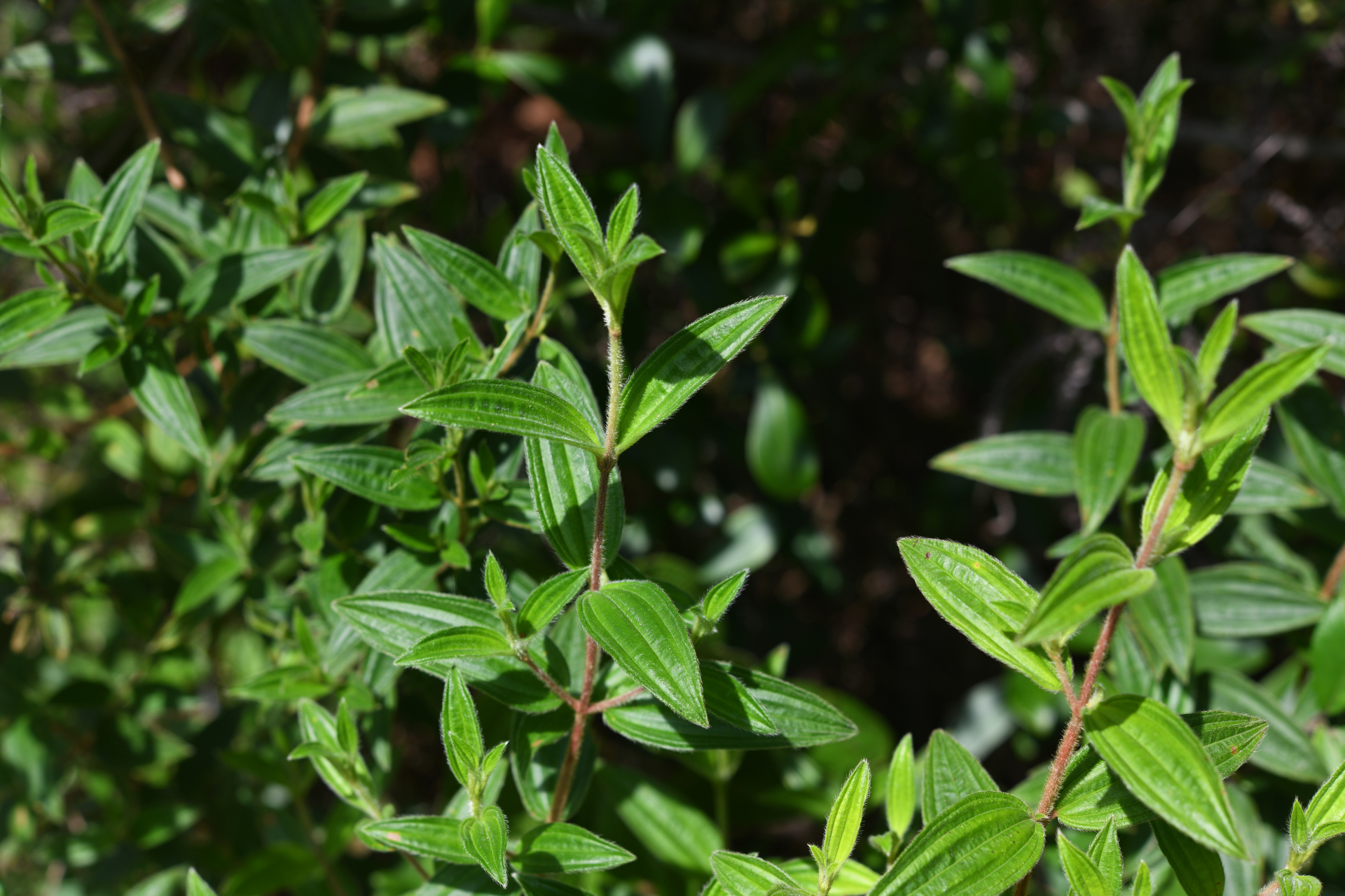 Tibouchina aspera var. aspera - Photo Bivouac Naturaliste