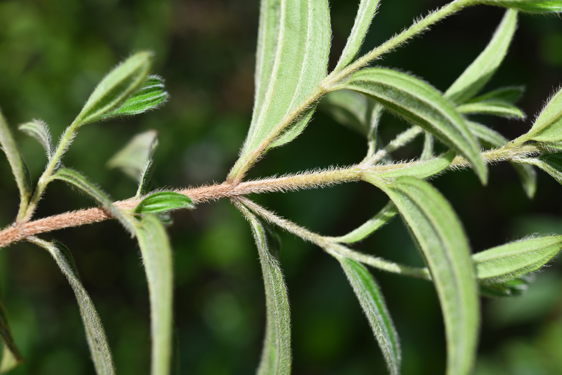 Tibouchina aspera var. aspera - Photo Bivouac Naturaliste