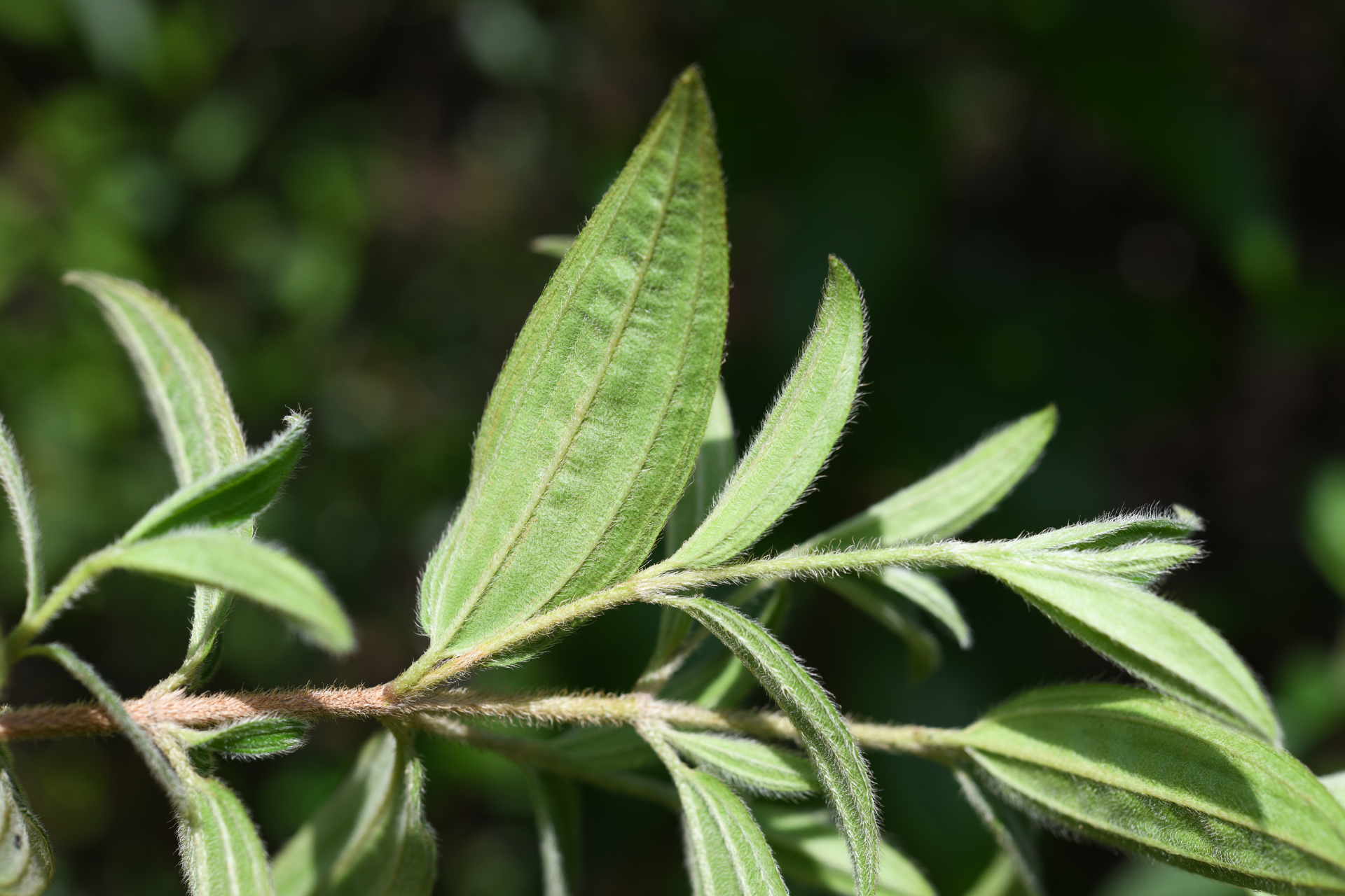 Tibouchina aspera var. aspera - Photo Bivouac Naturaliste