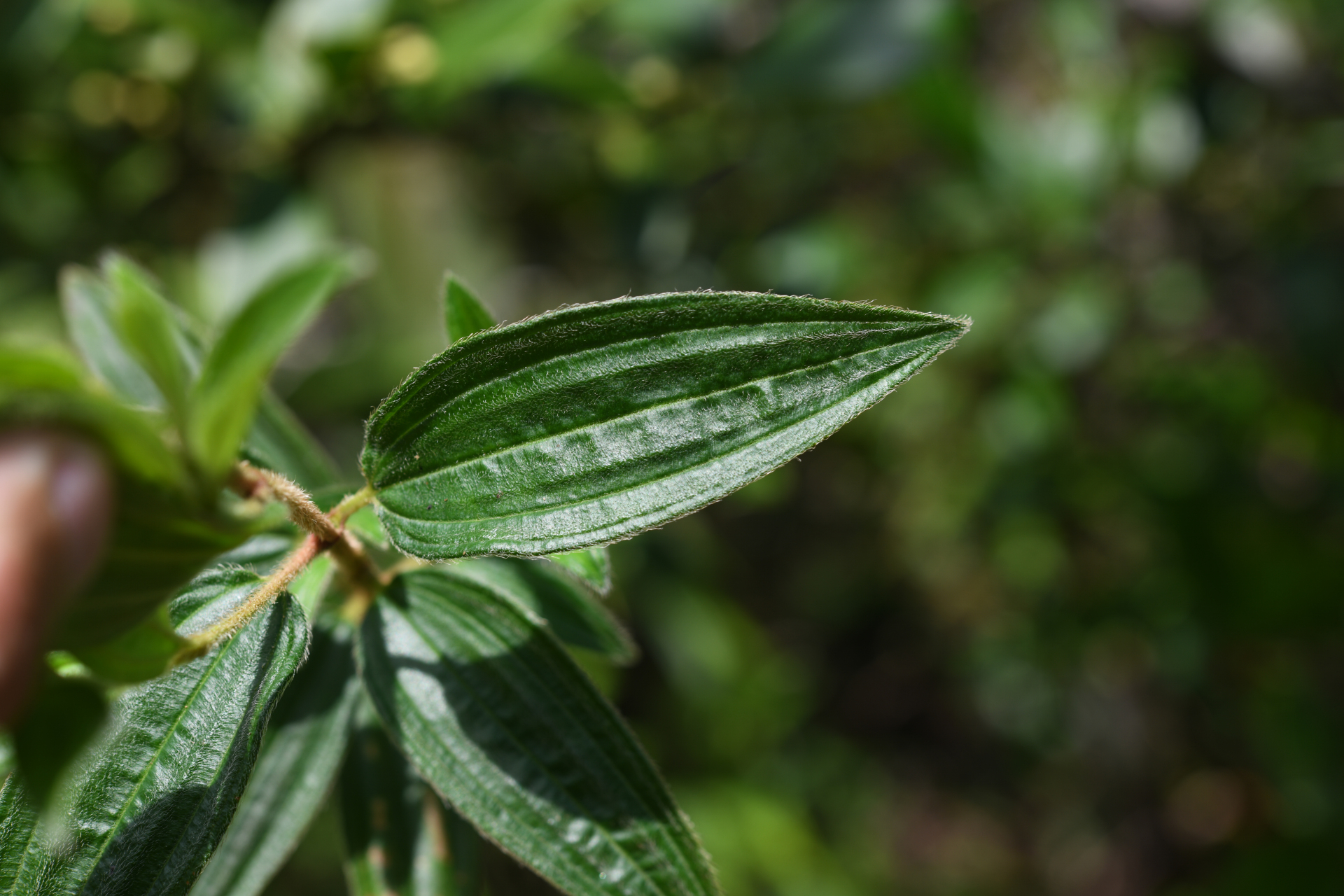 Tibouchina aspera var. aspera - Photo Bivouac Naturaliste