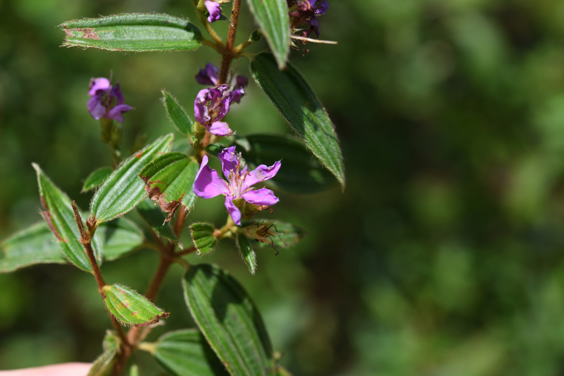 Tibouchina aspera var. aspera - Photo Bivouac Naturaliste