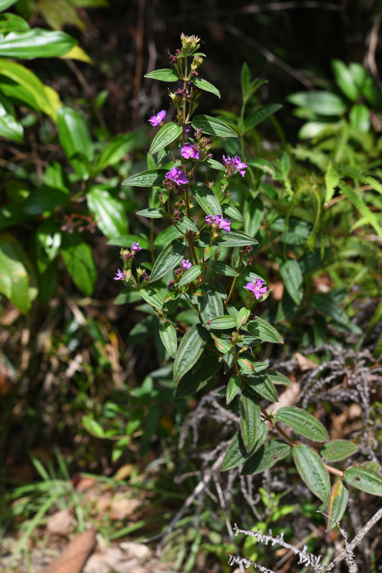 Tibouchina aspera var. aspera - Photo Bivouac Naturaliste