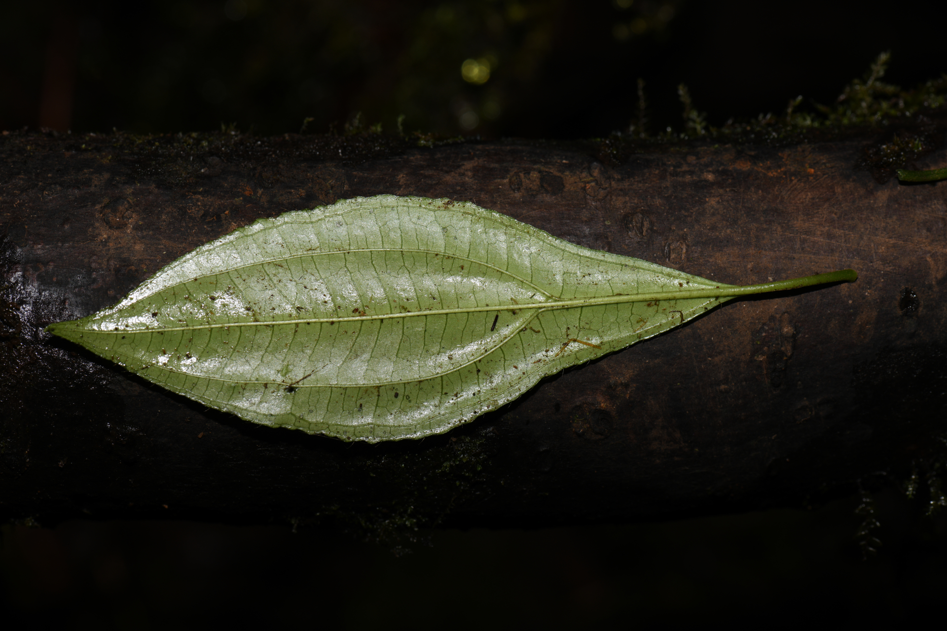 Henriettea lateriflora (Vahl) R.A.Howard & E.A.Kellogg - Photo Bivouac Naturaliste