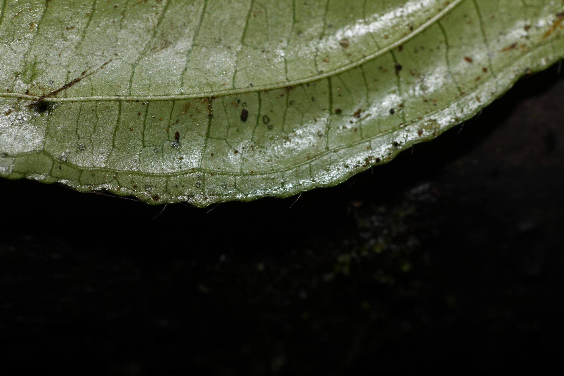 Henriettea lateriflora (Vahl) R.A.Howard & E.A.Kellogg - Photo Bivouac Naturaliste