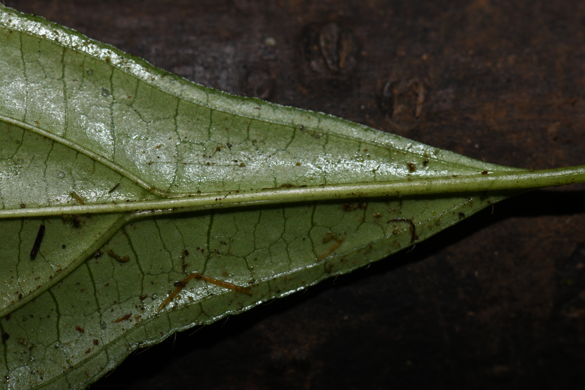Henriettea lateriflora (Vahl) R.A.Howard & E.A.Kellogg - Photo Bivouac Naturaliste