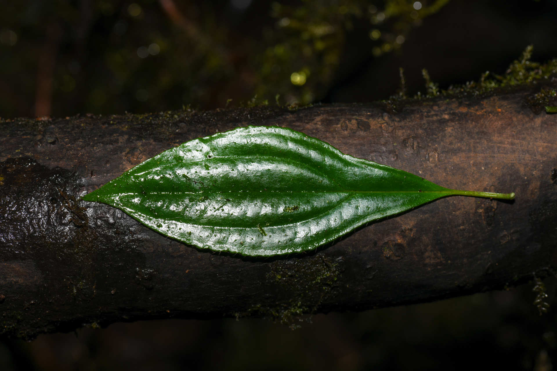 Henriettea lateriflora (Vahl) R.A.Howard & E.A.Kellogg - Photo Bivouac Naturaliste