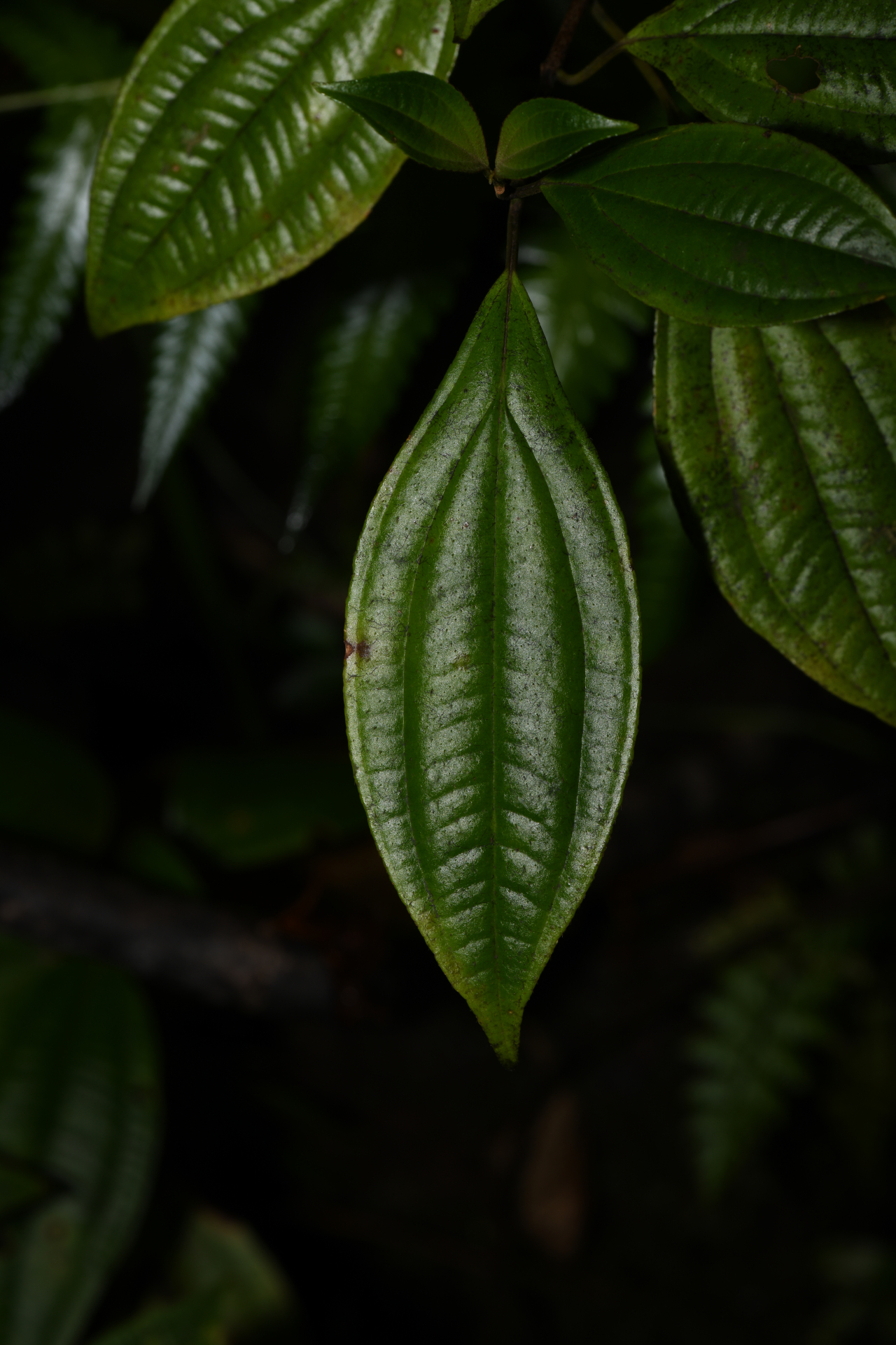 Henriettea lateriflora (Vahl) R.A.Howard & E.A.Kellogg - Photo Bivouac Naturaliste