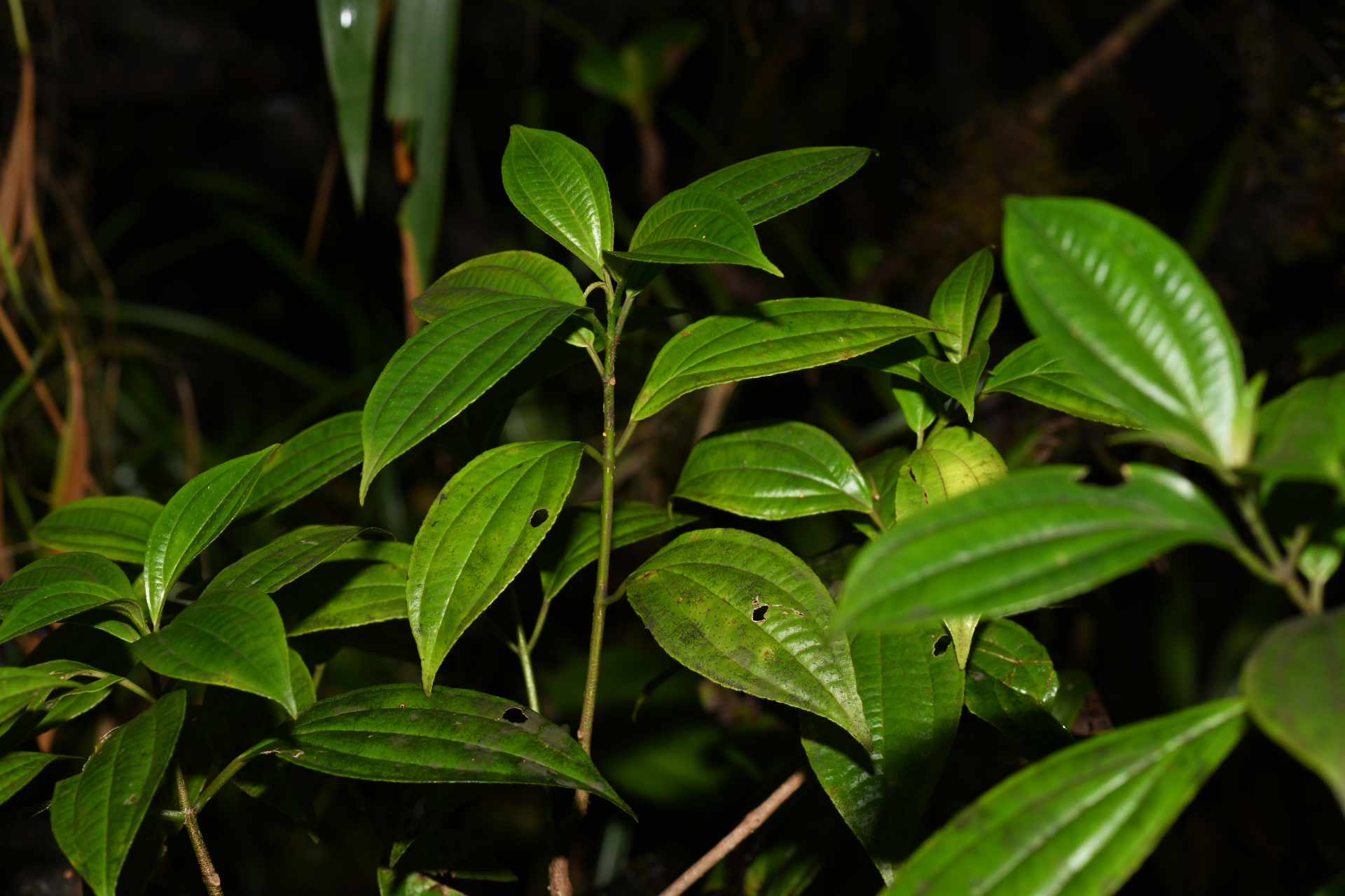 Henriettea lateriflora (Vahl) R.A.Howard & E.A.Kellogg - Photo Bivouac Naturaliste