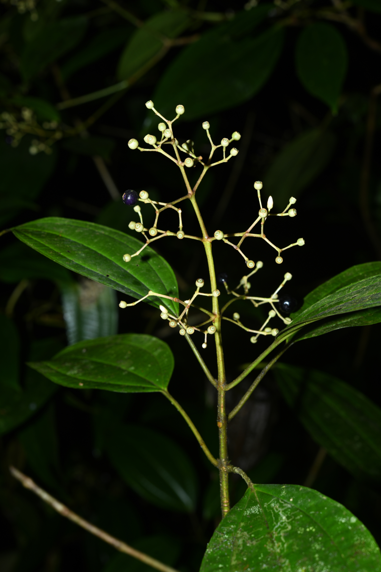 Miconia cooperi (Cogn.) Michelang. - Photo Bivouac Naturaliste