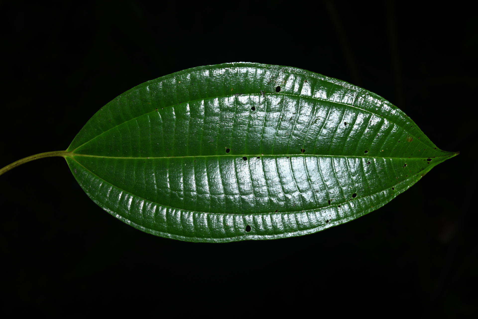 Miconia cooperi (Cogn.) Michelang. - Photo Bivouac Naturaliste