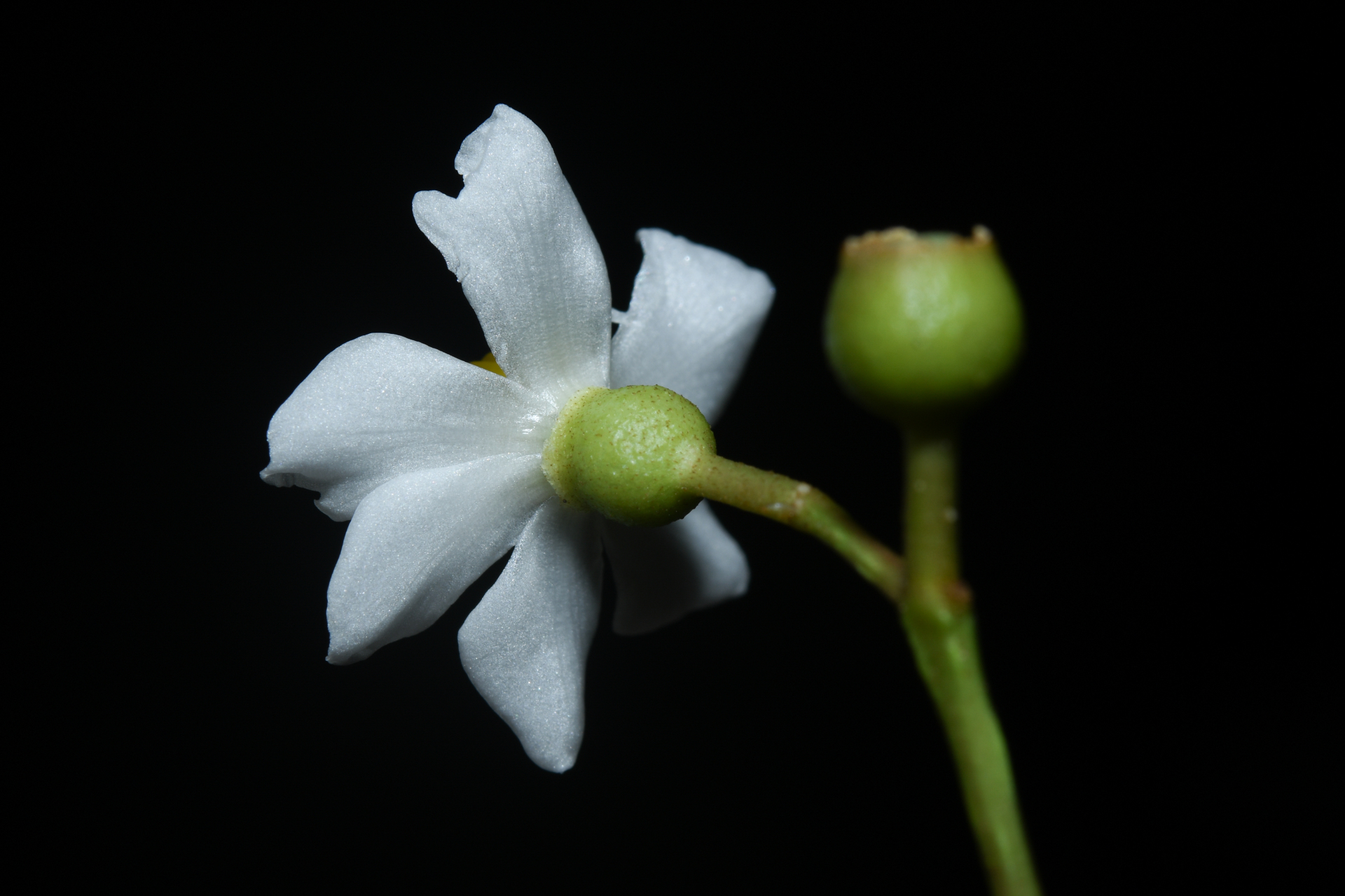 Miconia cooperi (Cogn.) Michelang. - Photo Bivouac Naturaliste