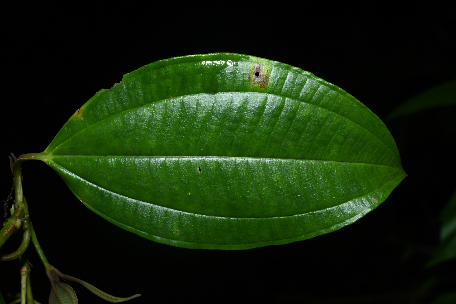 Miconia cooperi (Cogn.) Michelang. - Photo Bivouac Naturaliste