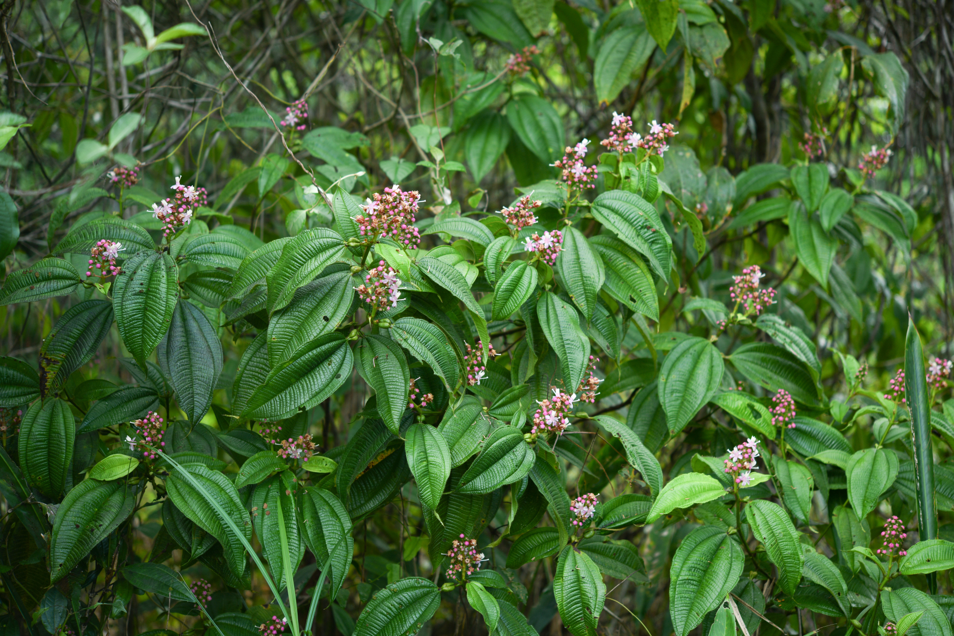 Miconia tococo Michelang., 2018 - Photo Bivouac Naturaliste