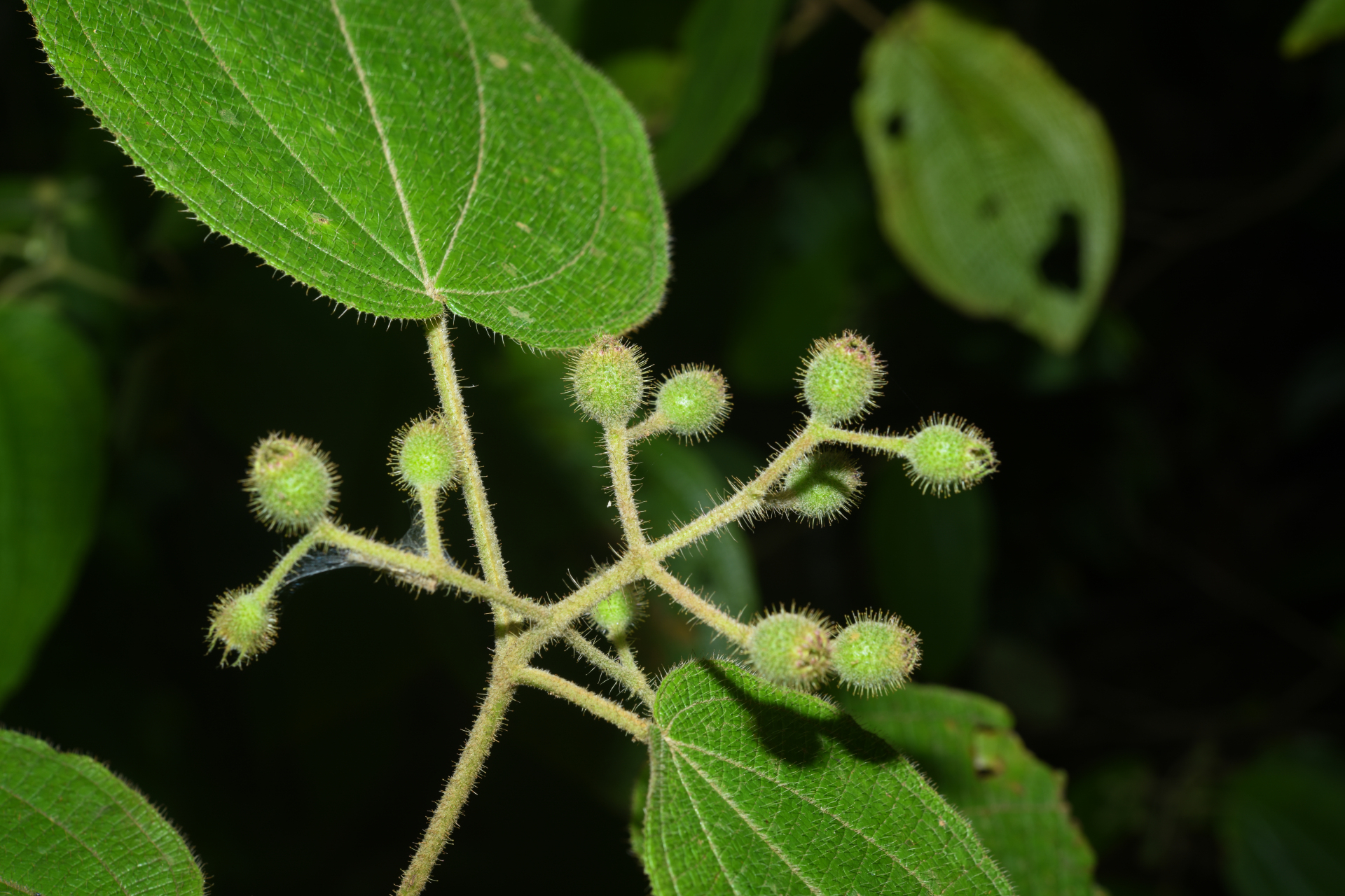 Miconia octona (Bonpl.) Judd & Majure - Photo Bivouac Naturaliste