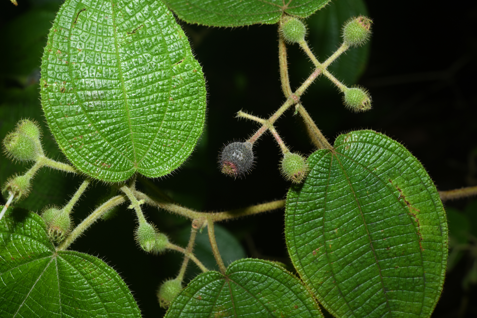 Miconia octona (Bonpl.) Judd & Majure - Photo Bivouac Naturaliste