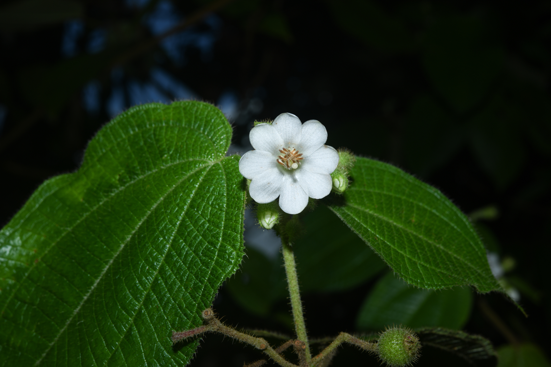 Miconia octona (Bonpl.) Judd & Majure - Photo Bivouac Naturaliste