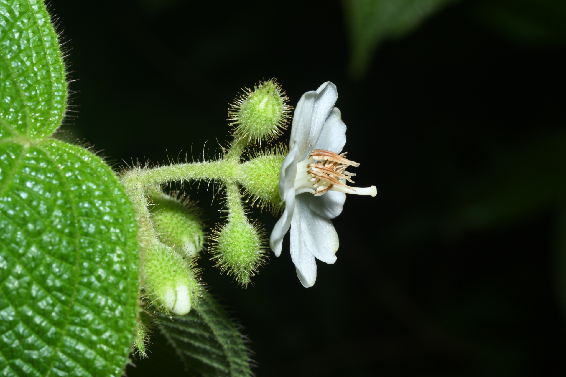 Miconia octona (Bonpl.) Judd & Majure - Photo Bivouac Naturaliste