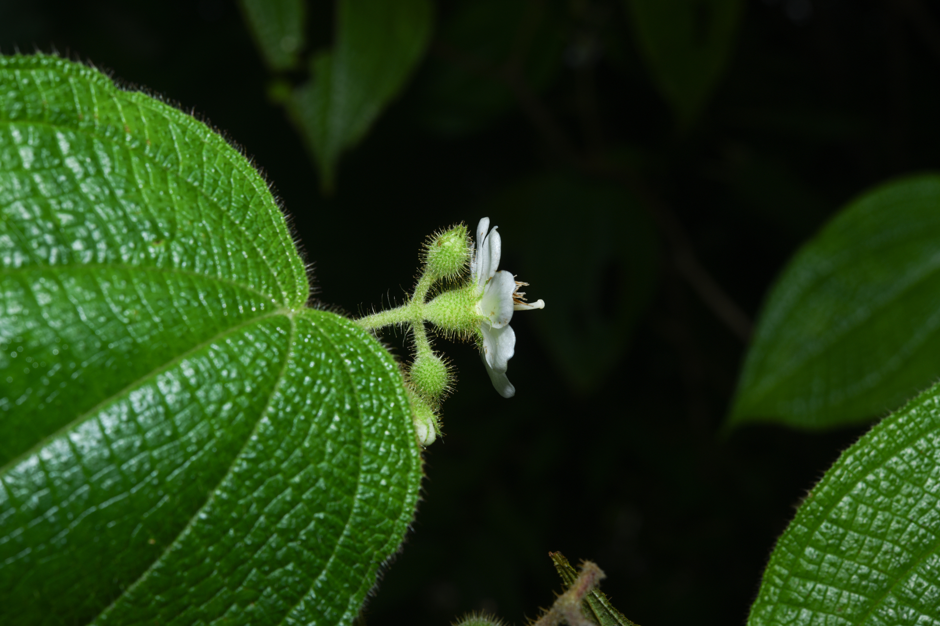 Miconia octona (Bonpl.) Judd & Majure - Photo Bivouac Naturaliste