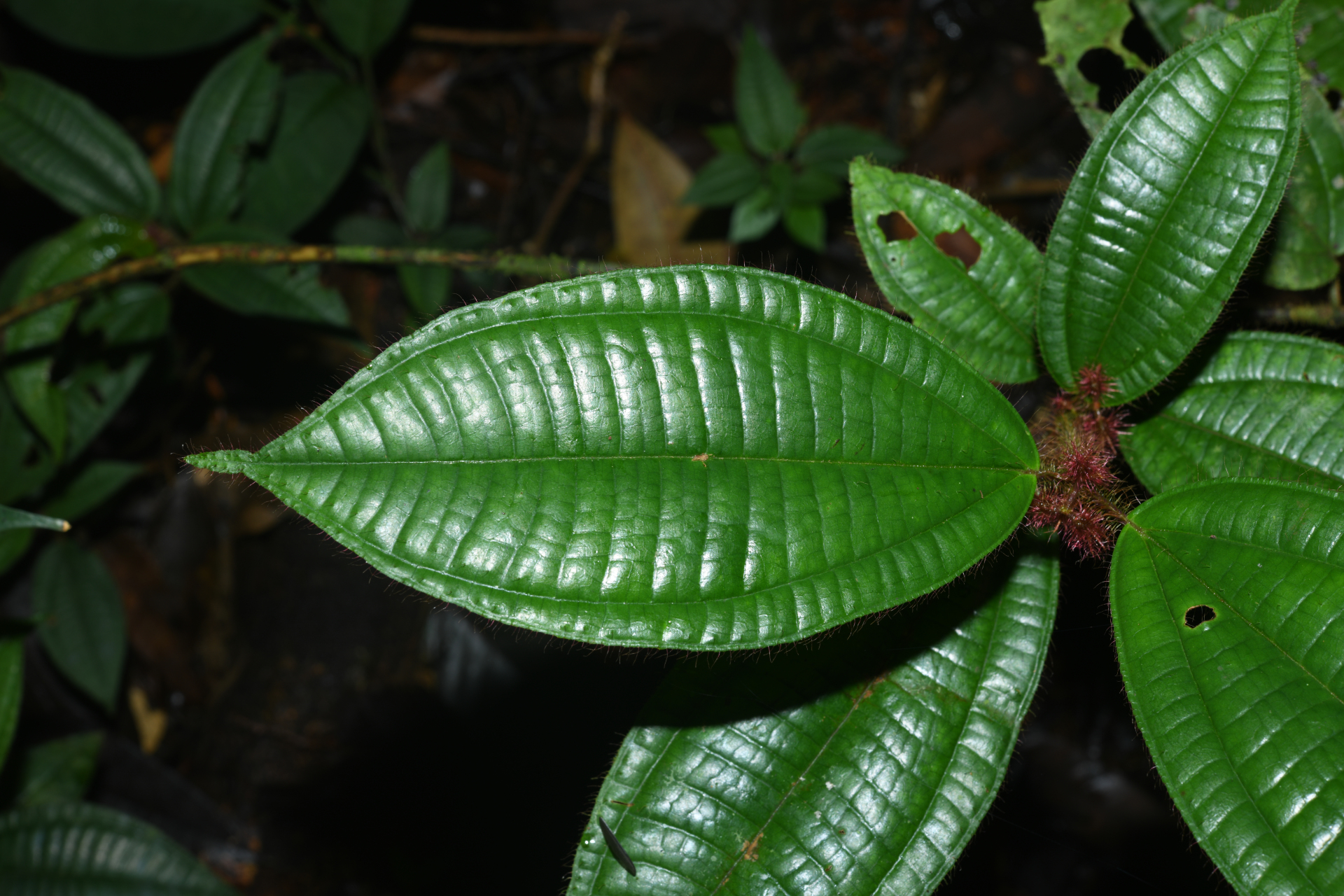 Miconia laevifolia (Gleason) Michelang. - Photo Bivouac Naturaliste