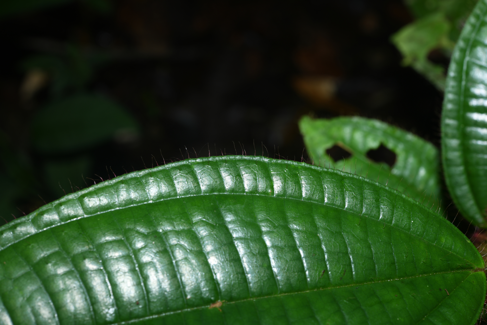 Miconia laevifolia (Gleason) Michelang. - Photo Bivouac Naturaliste