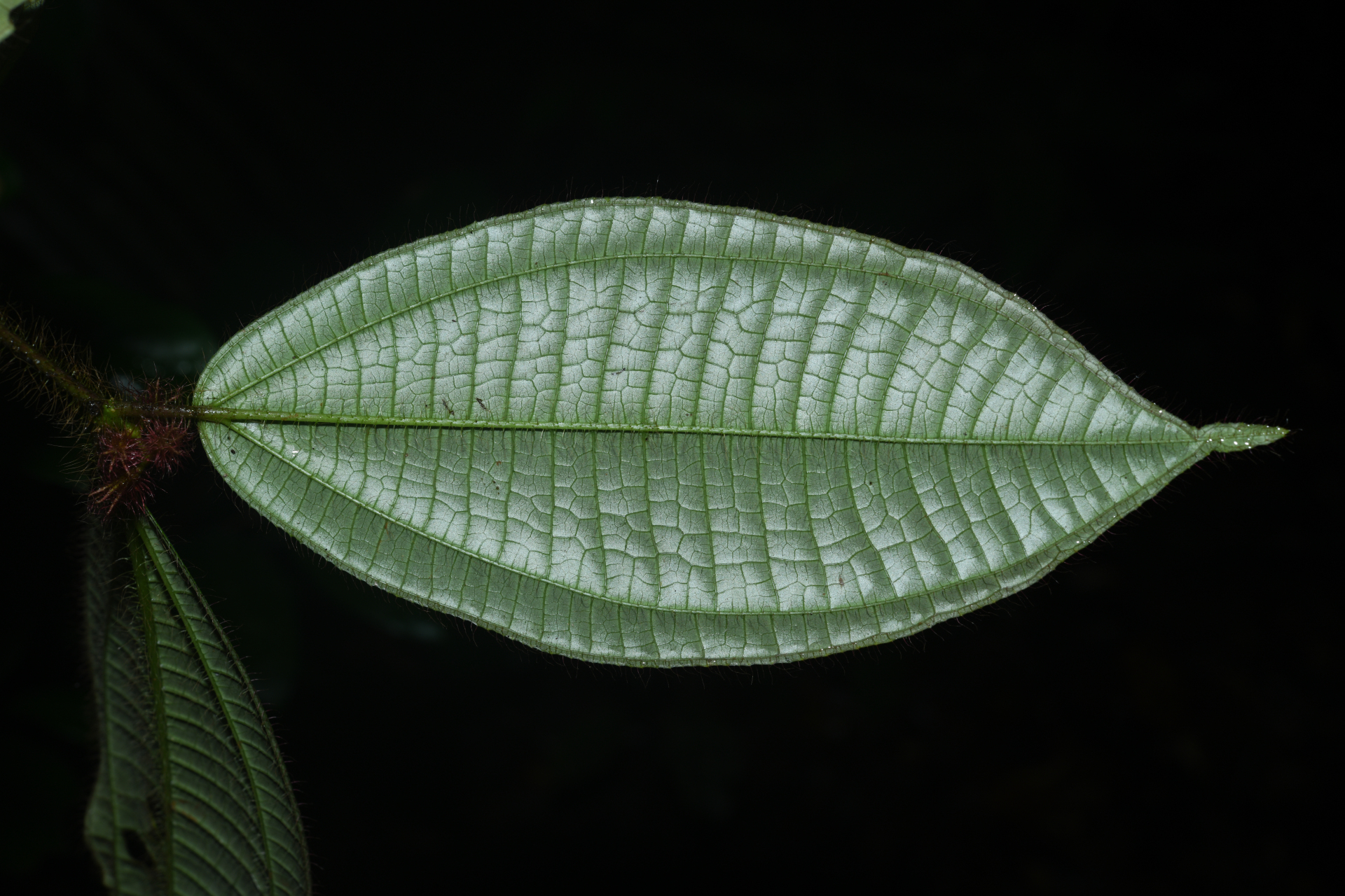 Miconia laevifolia (Gleason) Michelang. - Photo Bivouac Naturaliste