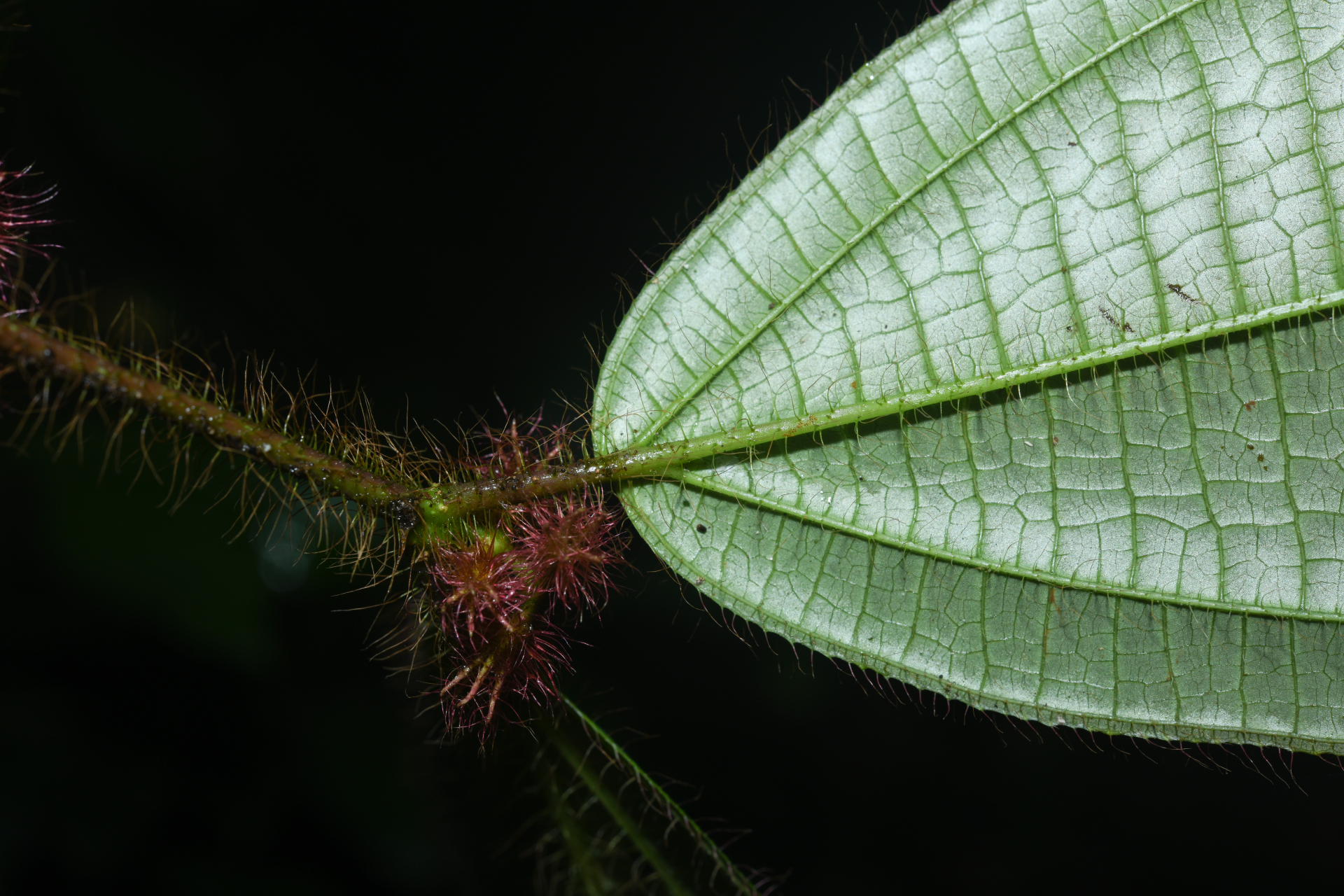 Miconia laevifolia (Gleason) Michelang. - Photo Bivouac Naturaliste