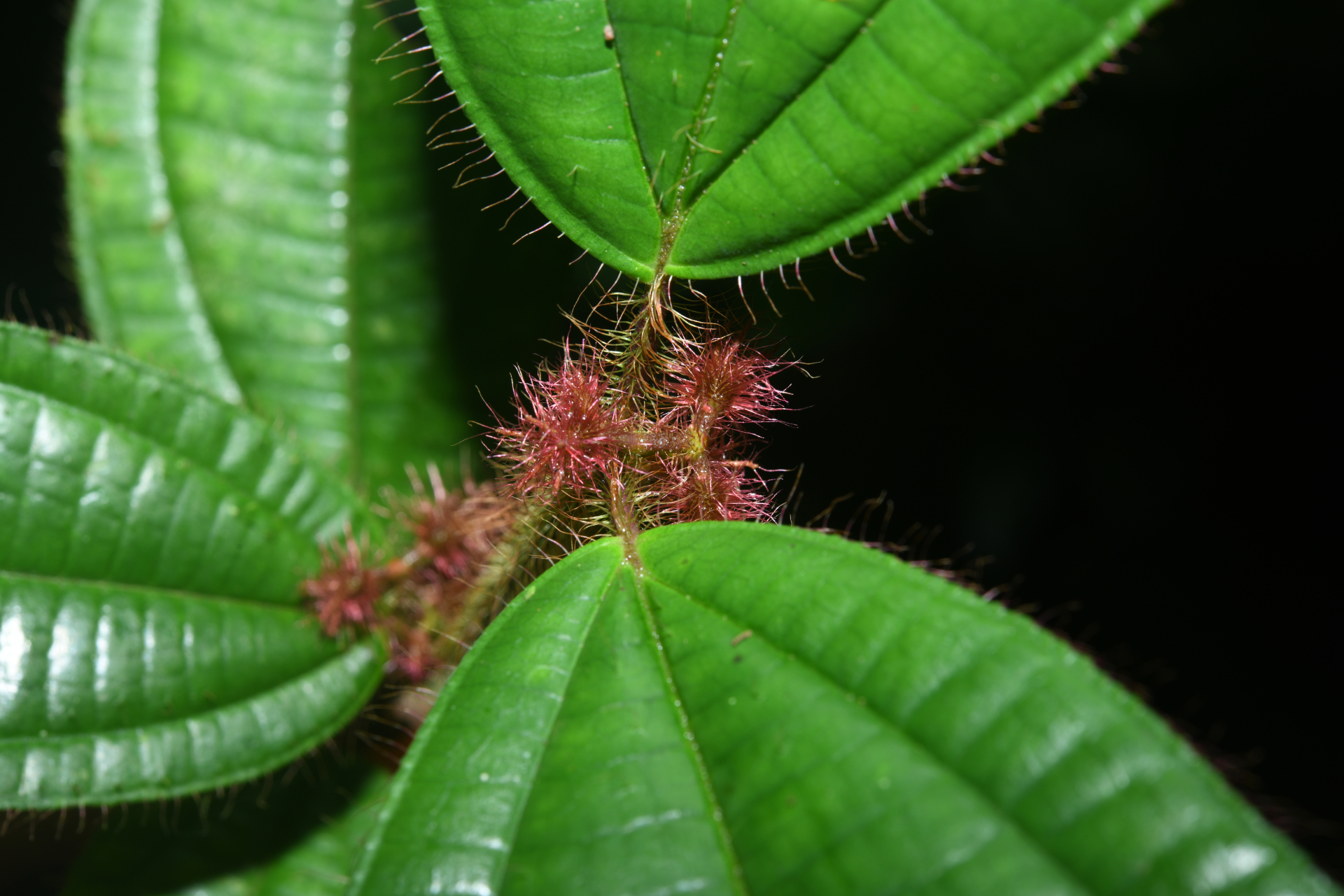 Miconia laevifolia (Gleason) Michelang. - Photo Bivouac Naturaliste