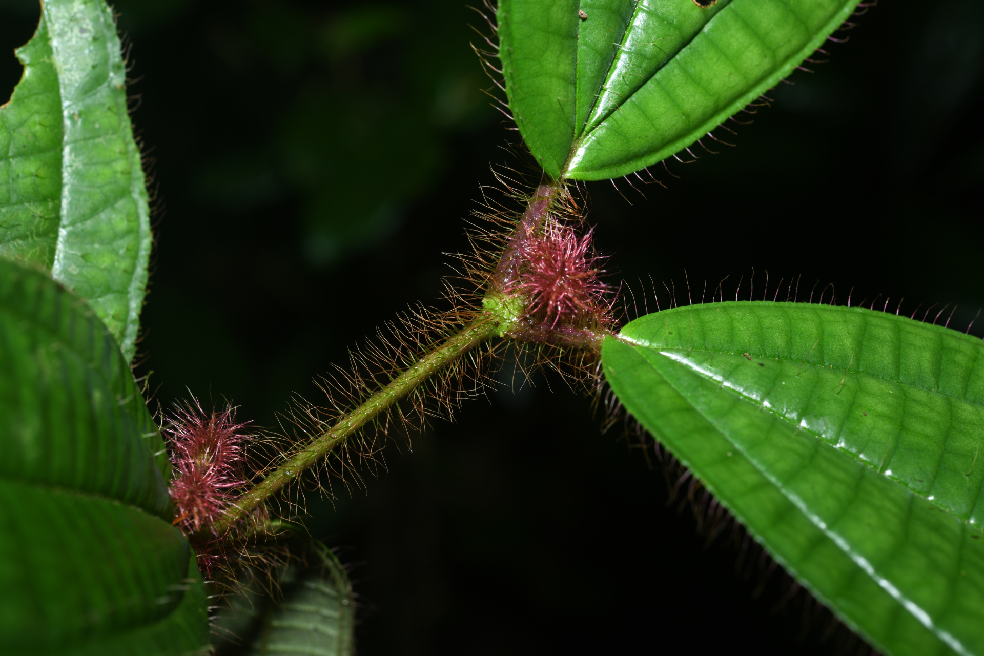 Miconia laevifolia (Gleason) Michelang. - Photo Bivouac Naturaliste