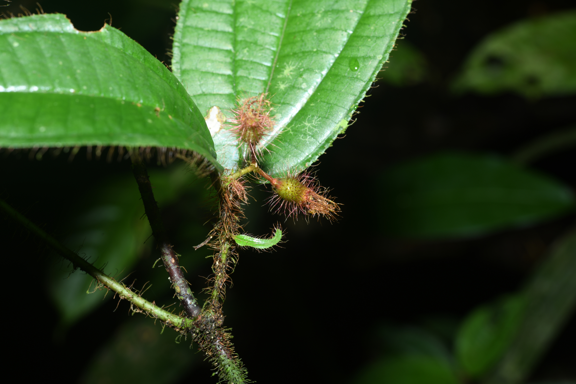 Miconia laevifolia (Gleason) Michelang. - Photo Bivouac Naturaliste