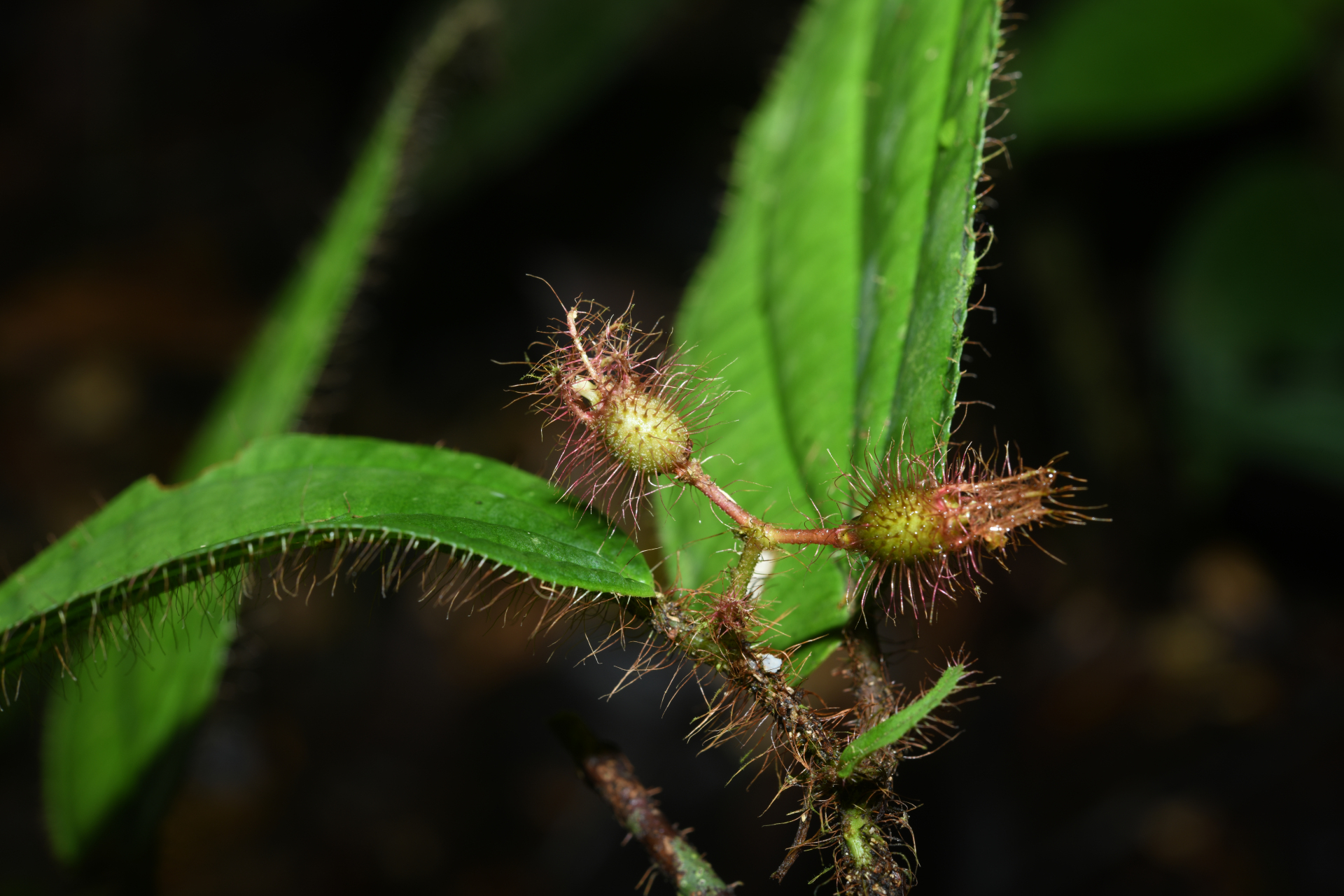 Miconia laevifolia (Gleason) Michelang. - Photo Bivouac Naturaliste