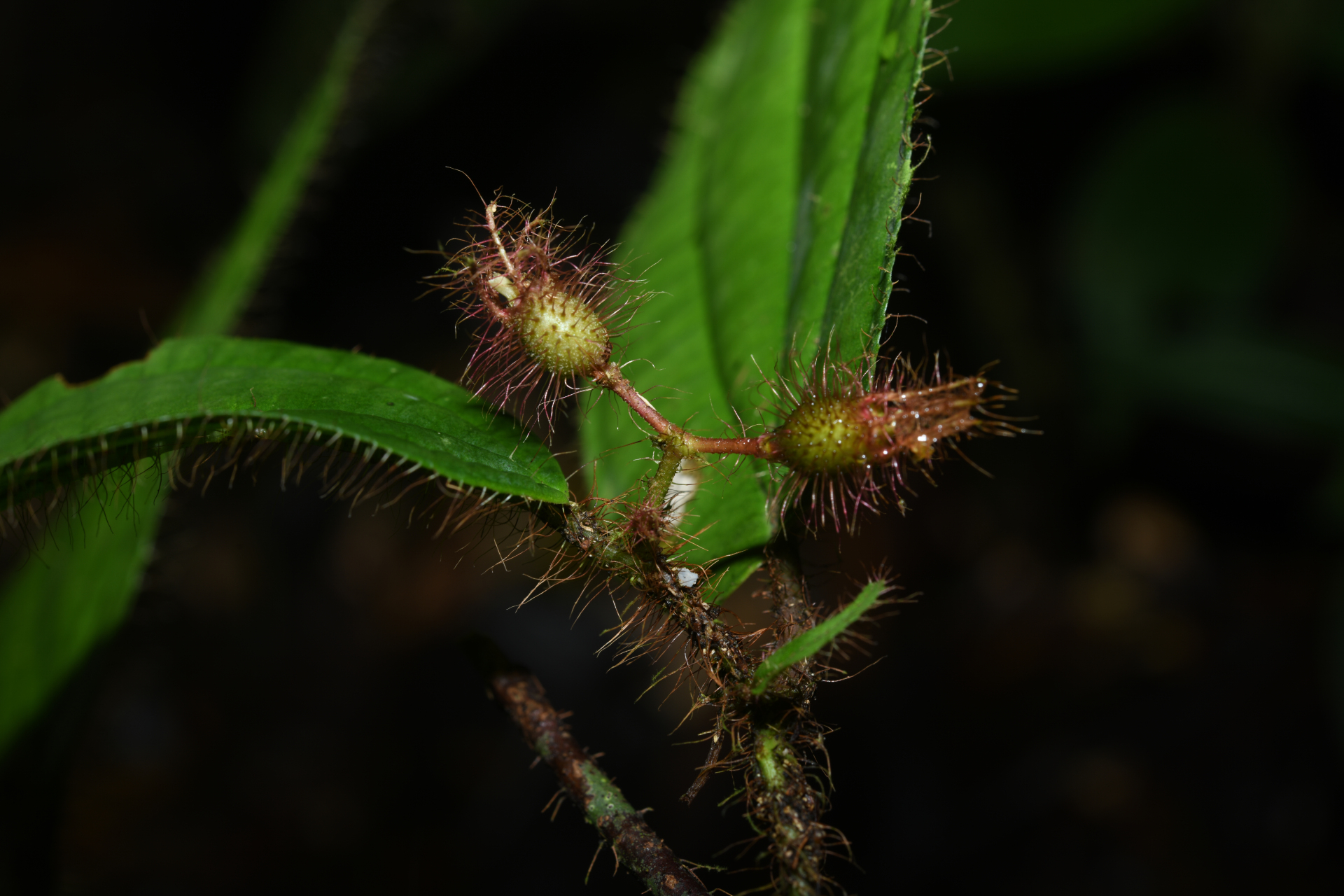 Miconia laevifolia (Gleason) Michelang. - Photo Bivouac Naturaliste