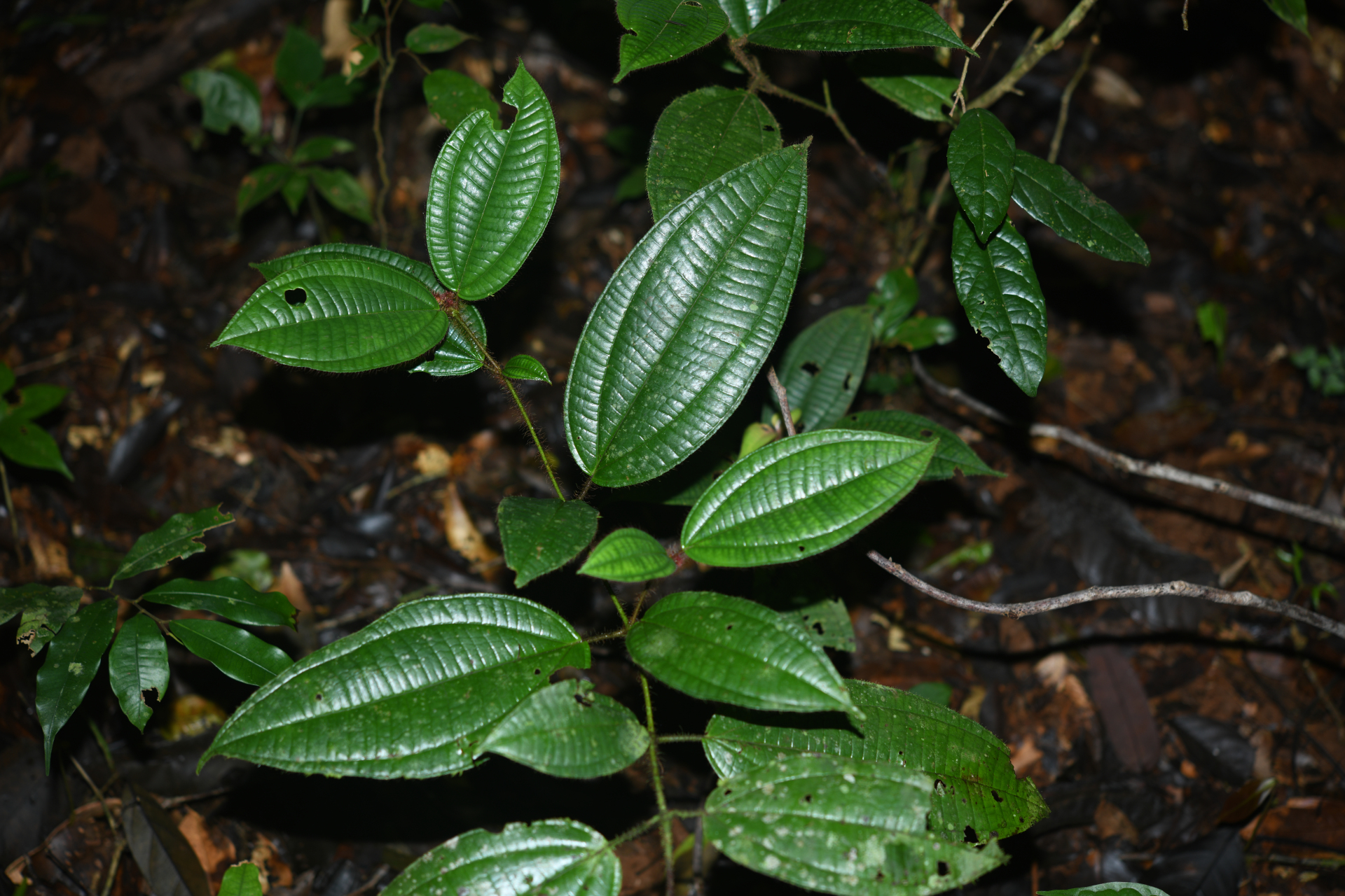 Miconia laevifolia (Gleason) Michelang. - Photo Bivouac Naturaliste