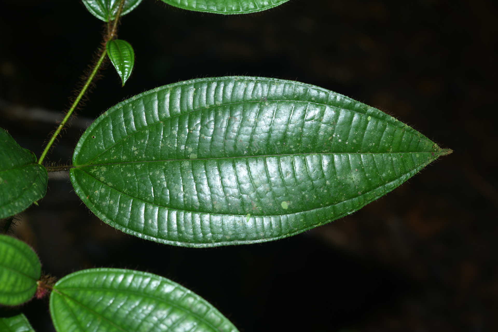 Miconia laevifolia (Gleason) Michelang. - Photo Bivouac Naturaliste