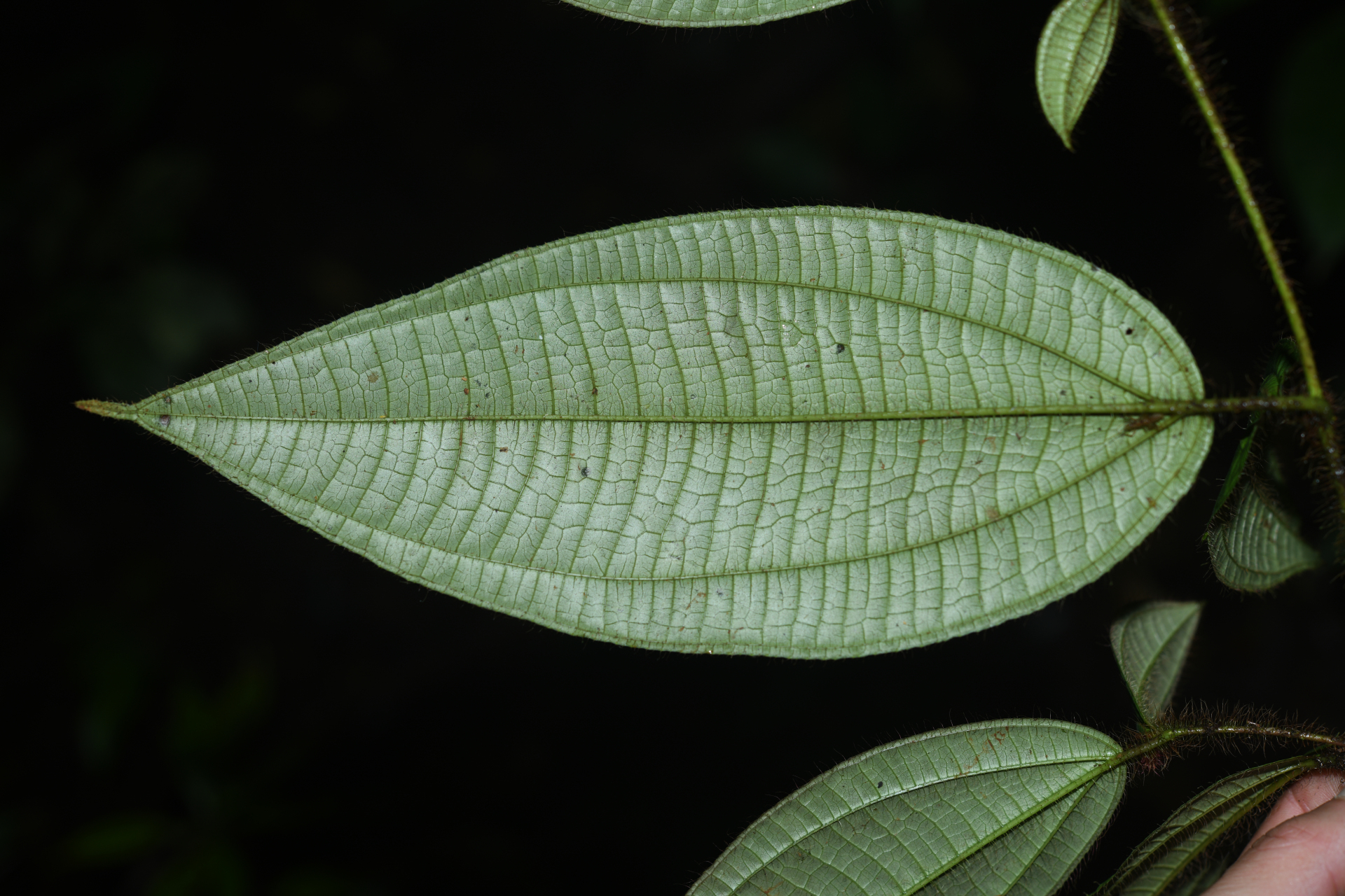 Miconia laevifolia (Gleason) Michelang. - Photo Bivouac Naturaliste