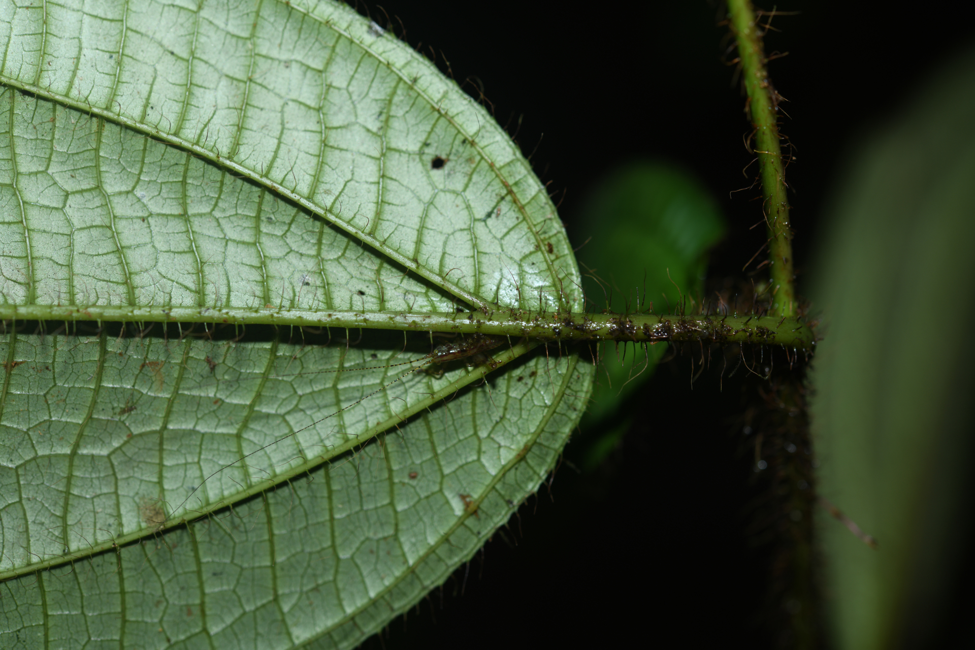 Miconia laevifolia (Gleason) Michelang. - Photo Bivouac Naturaliste