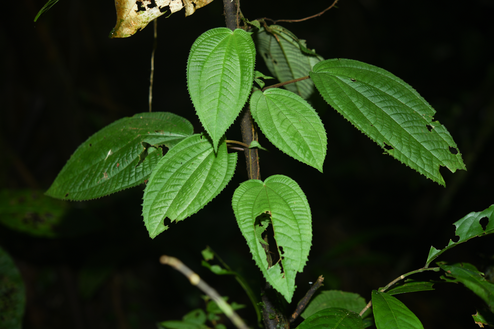 Miconia neoepiphytica Michelang. - Photo Bivouac Naturaliste