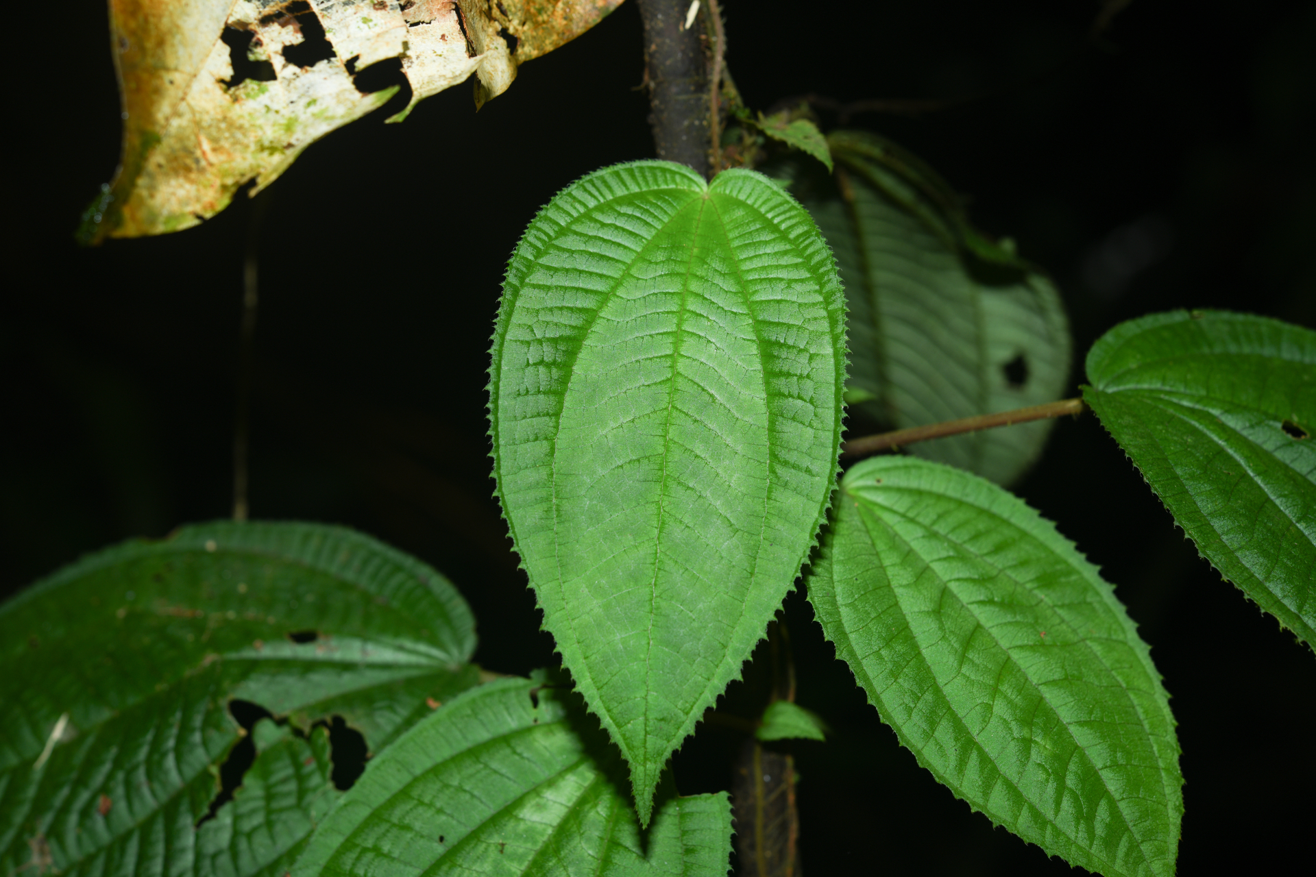 Miconia neoepiphytica Michelang. - Photo Bivouac Naturaliste